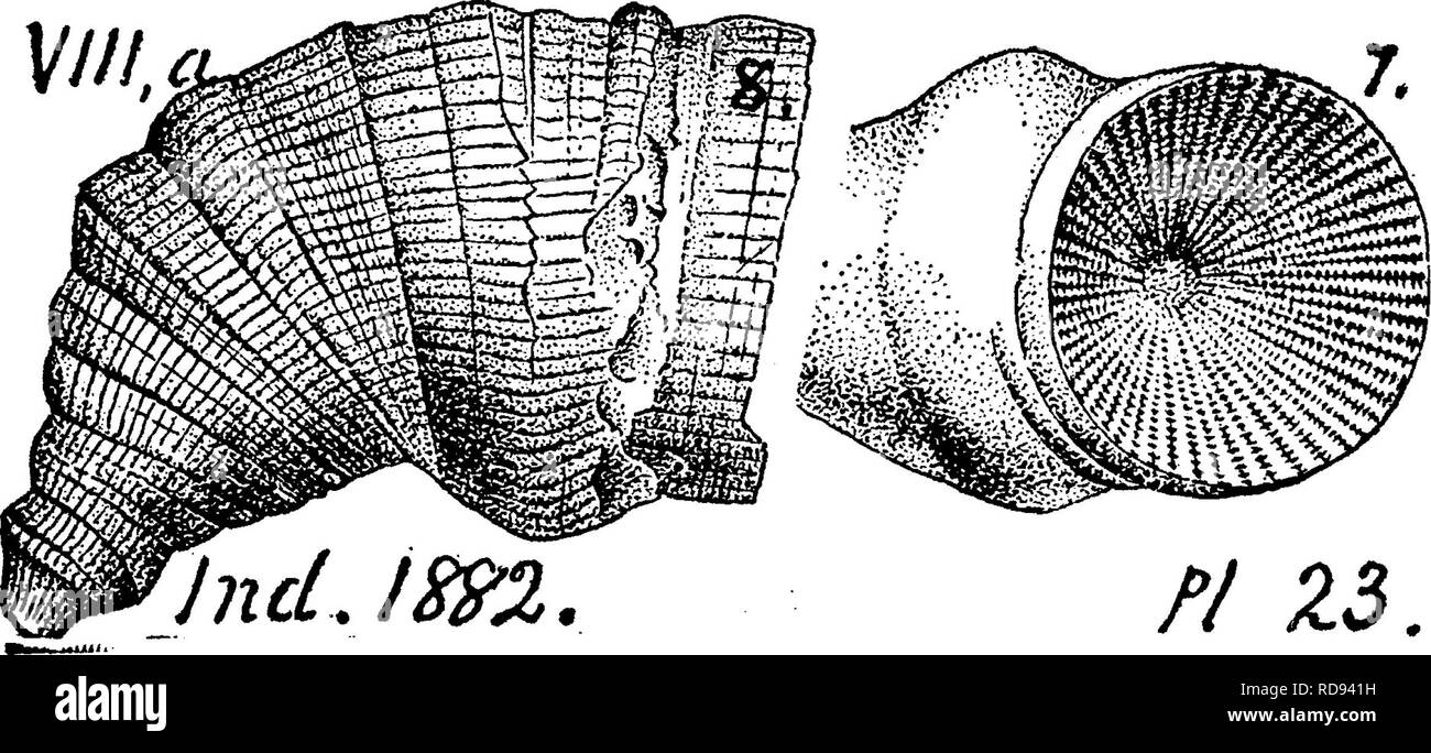 . Ein Wörterbuch der Fossilien von Pennsylvania und Nachbarstaaten in die Berichte und Kataloge der Umfrage benannt... Paläontologie. Bell's Mühlen, Blair 03.- 806-3 (cast des Kelchs); 807-1 (dito) Marshall's Creek, Monroe Co. in Hamilton Schiefer^VIIIc. Heliophyllum incrassatum. (Halle, 35 tli Ein. Bericht N.Y. State Museum, 1882) der Collett Indiana Bericht^^^^^ 1882, Seite 309,?| Platte 26, Abb. 3, 4, Seiten- und Tasse eine viel hid im^^^--^"^^ rkir II^^^ verwitterten Proben. - Corniferous Kalkstein. Fälle von Ohio. VIII a, Heliophyllum infundibulum. (Halle, 35. Ein. Et. Mus. 1882.) Col - lassen Sie t, 1882, Pa Stockfoto