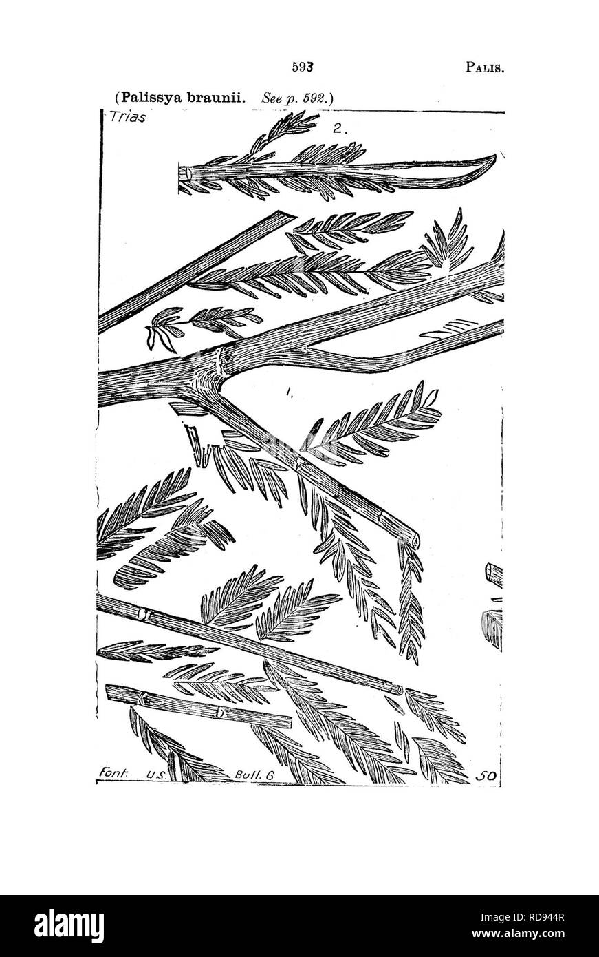 . Ein Wörterbuch der Fossilien von Pennsylvania und Nachbarstaaten in die Berichte und Kataloge der Umfrage benannt... Paläontologie. . Bitte beachten Sie, dass diese Bilder sind von der gescannten Seite Bilder, die digital für die Lesbarkeit verbessert haben mögen - Färbung und Aussehen dieser Abbildungen können nicht perfekt dem Original ähneln. extrahiert. Lesley, J. S. (J. Peter), 1819-1903; Pennsylvania. Kollegium der Kommissionsmitglieder für die Zweite Geological Survey. Harrisburg, Vorstand der Kommissare für die Geologische Übersicht Stockfoto