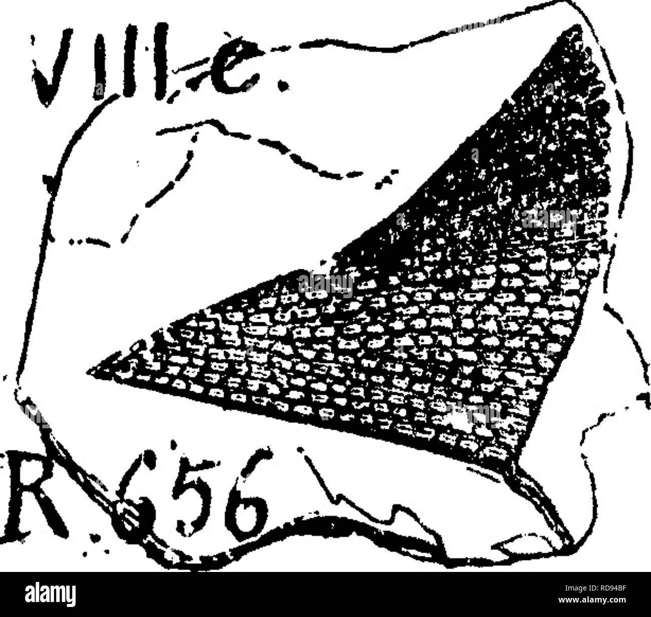 . Ein Wörterbuch der Fossilien von Pennsylvania und Nachbarstaaten in die Berichte und Kataloge der Umfrage benannt... Paläontologie. . Bitte beachten Sie, dass diese Bilder sind von der gescannten Seite Bilder, die digital für die Lesbarkeit verbessert haben mögen - Färbung und Aussehen dieser Abbildungen können nicht perfekt dem Original ähneln. extrahiert. Lesley, J. S. (J. Peter), 1819-1903; Pennsylvania. Kollegium der Kommissionsmitglieder für die Zweite Geological Survey. Harrisburg, Vorstand der Kommissare für die Geologische Übersicht Stockfoto
