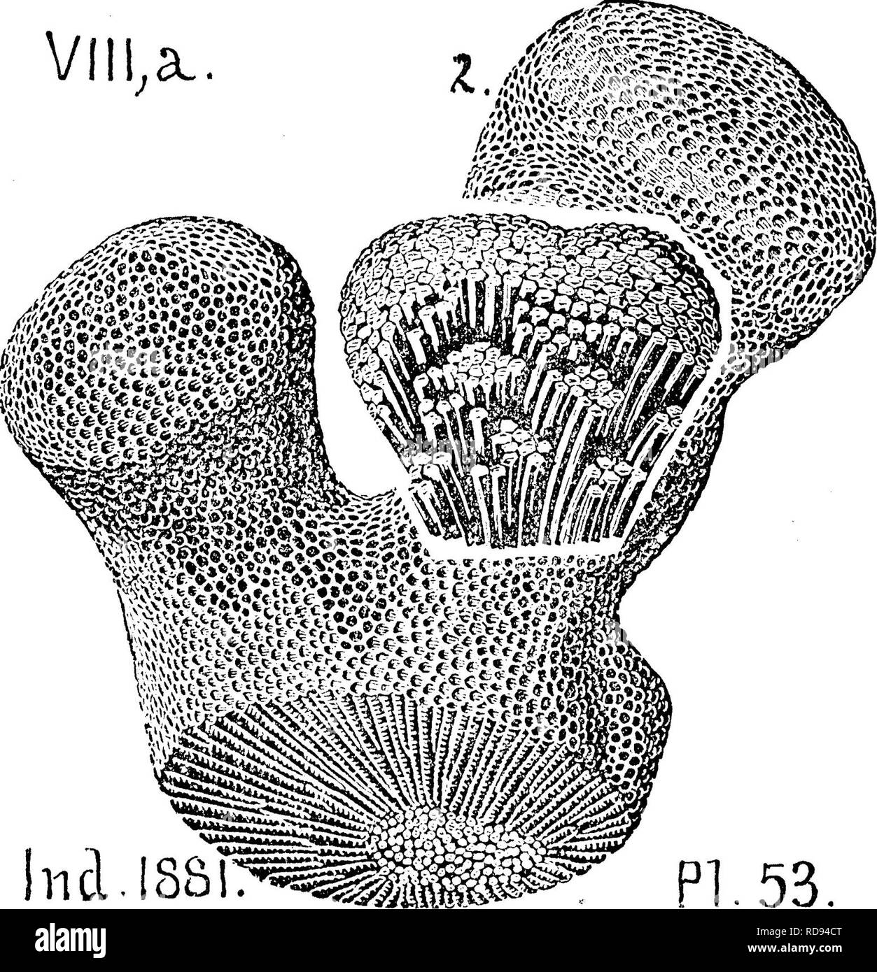 . Ein Wörterbuch der Fossilien von Pennsylvania und Nachbarstaaten in die Berichte und Kataloge der Umfrage benannt... Paläontologie. 243 Favo. Favosites niagarensis. (Siehe Anhang.) Pavosites polymorpha. (Goldfuss.) Oollett's Indiana Ke-po rt o f 1881, Seite 395, Teller 50,^^^ Abb. 1; und * '53, Feigen; i, 2, 3,:; (von denen ich wählen Sie ein großes Spezi - Männer und eine Frag, zeigen i n g die Seiten eines bun - dle von ADR-allites. - Das Coral wuchs in einem. lul. lSS PI. 53. Die große Vielfalt der Formen in der Corniferous Kalkstein Alter. Ylllh. Favosites spinigerus. Siehe Anhang, Favosites Venustus. (Astrocerium Stockfoto