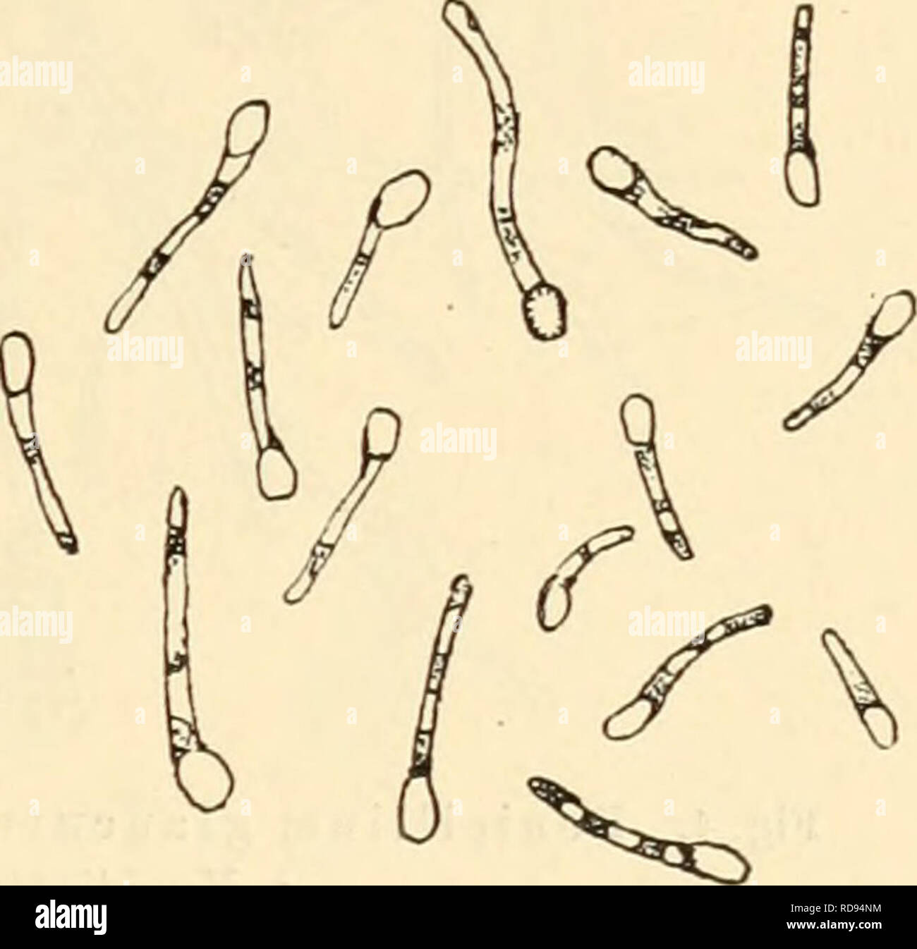 . Einfhrung in die Agrikulturmykolgie. Boden Mikrobiologie; Bodenpilzen. Der Kreislauf des Kohlenstoffs, Wasserstoffs und Sauerstoffs. 7 Auf die Bedeutung der zelluloselösenden Mikroorganismen für die Zersetzung von Pflanzenresten im Boden machten kürzlich G. Rossi und F. Guarneri (1) besonders aufmerksam. Wichtig ist auch die durch Mikroorganismen bewirkte Zerstörung der reichlich im Boden und Dünger vorkommenden Pentosane, sterben nach den Untersuchungen von Dox und Neidig (1) Aspergillus Niger, Aspergillus fumigatus, Aspergillus clavatus, Penicillium chrysogenum, Pen. camemberti und Pen. expans Stockfoto