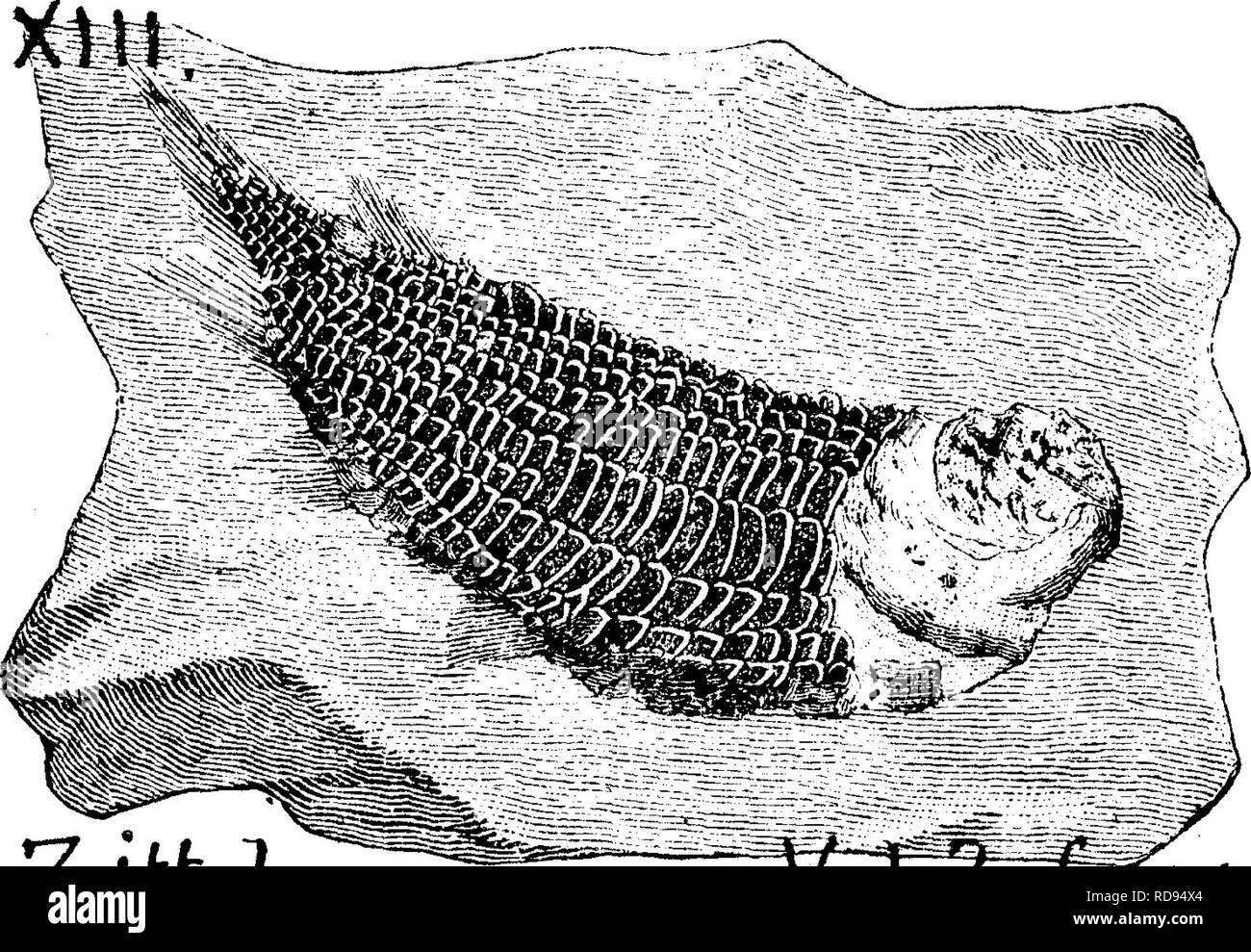 . Ein Wörterbuch der Fossilien von Pennsylvania und Nachbarstaaten in die Berichte und Kataloge der Umfrage benannt... Paläontologie. (Nd. im.. {Bellimirus damie^ Sanftmütig und Worthen, Proc. - Acad. Nat. Sci. Phila., 1865; Illinois Rt., Bd. 2, 1866, S. 395 und Bd. 3, 1868, S. 547.) CoUett's Indiana Rt., 1883, Seite 170, Tafel 39, Abb. 1, natürliche Größe^ teilweise wiederhergestellt. Die ersten speci - mens der Aborigines hufeisen Krabbe der Kohle Alter, sah aus wie Bellinurus; die aber danach gefunden diifered genug, um eine neue Gattung Eu-2) rodps zu machen.-Mazon Creek, Grundy Co., 111.-Dr. A. S. Packard, Proc. N Stockfoto