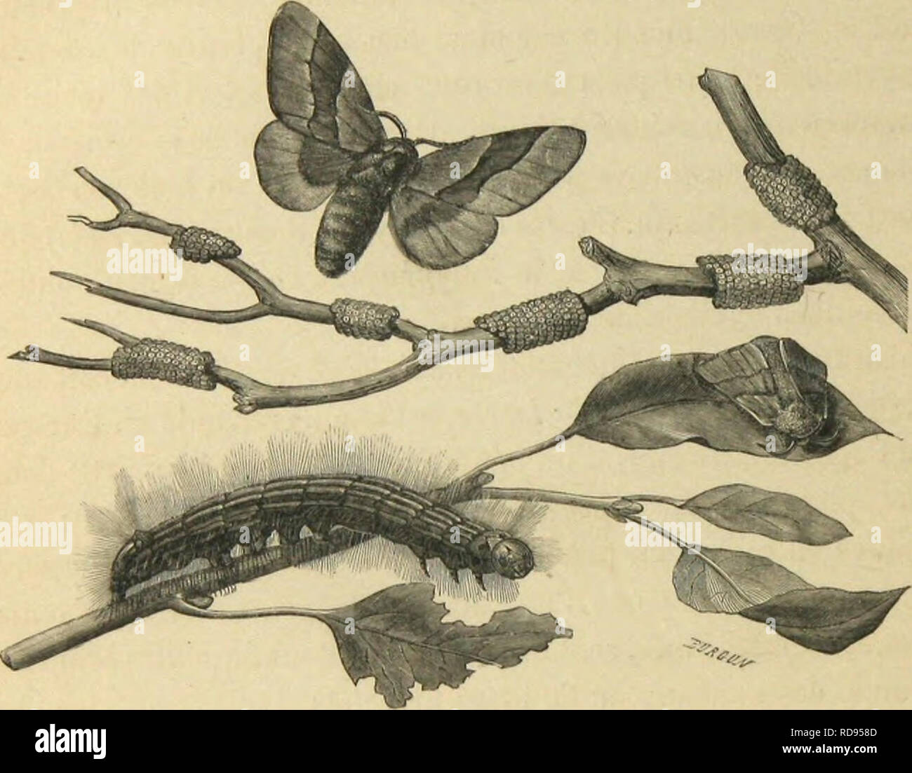 . MeÌtamorphoses mÅurs et Instinkte des Insectes (Insectes, myriapodes, arachnides, crustaceÌs). Insekten; Insekten; Myriapoda; Spinnen; Krebstiere. 242 LES MÃTAMORPHOSES DES INSECTES. une semblable OpÃ©ration. Les LivrÃ© es sind vehies, Presque noires, avec une raie Blanche sur le Dos, Trois raies Fauves et une raie Bleue de chaque Côté tÃ©. Elles vivent les diffÃ©mieten arbres, Mais ce sind les Poiriers et les Pommiers ([UI ont le plus À souffrir de Leur. I.K DOMDYX NEUSiniEN OU I.A LIVIlKli {Domiyxneustria). Une petite branche cliargcSo d'Åufs. Â Le Papillon mille Au Repos. "La femelle au Vol. Stockfoto