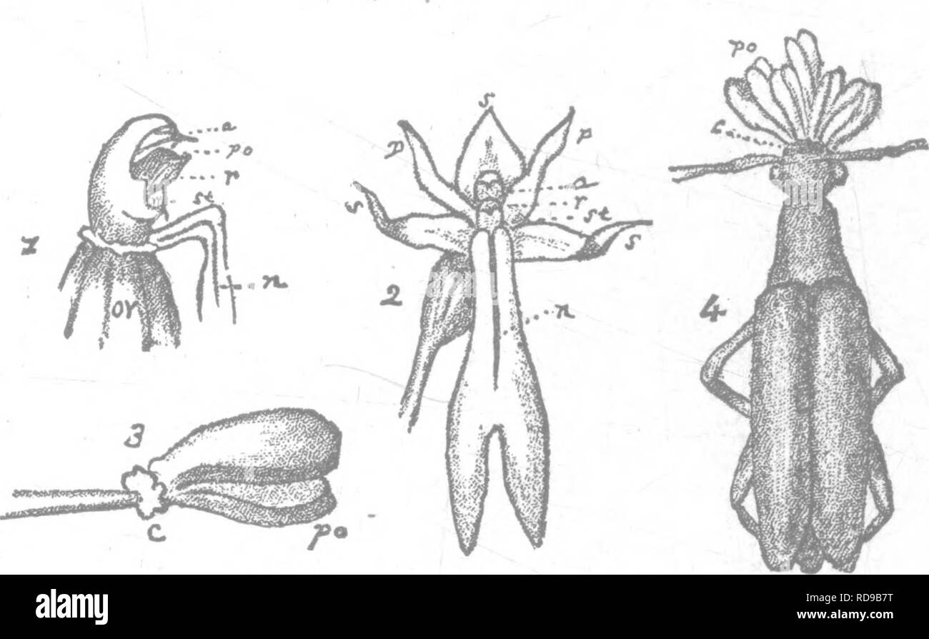 . Die Orchideen von New England; ein beliebter Monographie. Orchideen. Die Orchideen von NE W ENGLAND. 59 Die Spitze der kurzen Spalte, öffnet in der Knospe. Wenn die Blüte ist voll ausgebaut, die Pollen - Massen links sind ganz frei, hinter der die anthere Zellen unterstützt und in Front gegen die konkave Rückseite des rostellum, mit ihren oberen spitzen Enden auf der Crest. Jeder Pollen - Masse ist fast in zwei geteilt. Die wenigen elastische Fäden der Körner sind schwach, und große Massen von Pollen können leicht gebrochen werden. Die Lippe hat zwei basallappen die Kurve nach oben auf jeder Seite und würden diese com-pel eine Inse Stockfoto