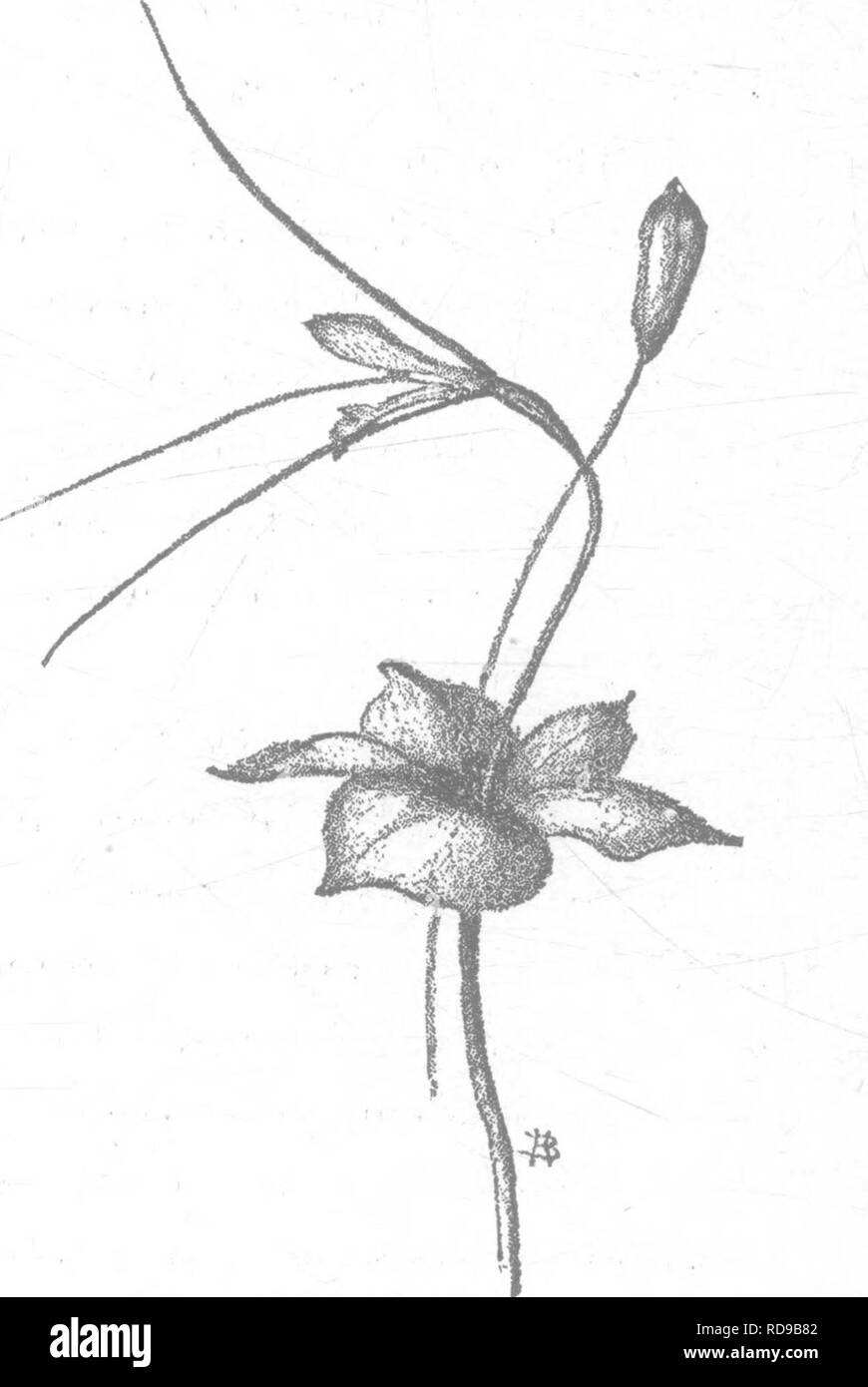 . Die Orchideen von New England; ein beliebter Monographie. Orchideen. Die Orchideen von Neu-england. ss-Spalte, die Blütenblatt ist - wie, geweitete an der Spitze, und Anhänger zu den Bärtigen Lippe unten. Der Staubbeutel ist Deckel - wie, Terminal, decidu-ous, von zwei ungefähre Zellen mit jeweils 2 pudrig-gran-ular Pollen - Massen." Diesem Deckel - wie, laubbäume Staubbeutel ist, mit einer Ausnahme, die charakteristisch für alle Mitglieder des Stammes. In A. bnlbosa, sagt Gray, "die 4 Lose und soft Pellets liegen in einem invertierten Casque-förmige Fall, auf der Rückseite mit Scharnieren, ruht auf einem Regal, die untere Fläche der glutenhaltigen stigm Stockfoto