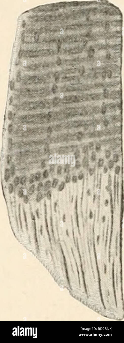 . Einführung in die experimentelle Entwickelungsgeschichte (Entwickelungsmechanik). Morphologie (Tiere); Embryologie. Abb. 111. Muskels und Sehnenentwickelung. eines Muskels und Sehnenfaser ohne scharfe Grenze ineinander übergehend, b mit scharfer Grenze im ausgebildeten Zustand. Das in der Anatomie Orig. hervorgezogene Beispiel einer solchen> funktionellen Struktur "ist Sterben Ausprägung des Knochens der Wirbel - Tiere. Die Funktion ist hierbei in weitestem Sinne zu verstehen, sei es nur einfach stützend, in der Ruhelage des Körpers, oder in Ver- bindung mit Muskeln arbeitend; sterben Firma Beein Stockfoto