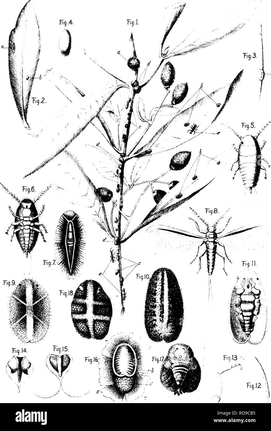 . Die Olive: die Kultur in Theorie und Praxis. Olive. Die schwarze Skala oder COCCUS OLEA UND LECANIUM OLEA. P 1. ATEXII yl. Frage: Bitte beachten Sie, dass diese Bilder sind von der gescannten Seite Bilder, die digital für die Lesbarkeit verbessert haben mögen - Färbung und Aussehen dieser Abbildungen können nicht perfekt dem Original ähneln. extrahiert. Marvin, Arthur Tappan. San Francisco: Payot, Upham &Amp; Co. Stockfoto
