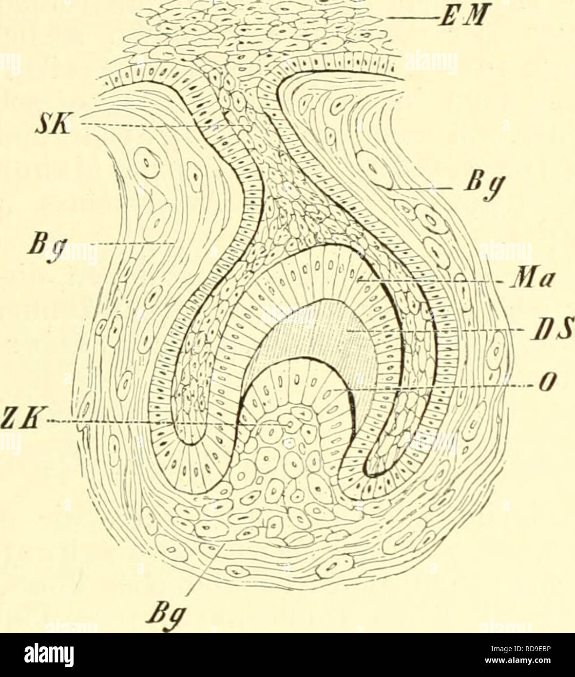 . Einführung in die vergleichende Anatomie der Wirbeltiere, für Studierende. Zähne. 295 Bereich der Zabnbasis, oder der Wurzel sich entwickehide Zement (Substantia ossea), welches mesodermalen Ursprunges ist und in seinem Bau au Lüneburg erinnert. - Im Innern des Zahnes hegt ein Hohlraum (Cavum dentis), welcher von der sogenannten Pulpa dentis erfüllt ist. This besteht aus Zellen, Nerven und Blutgefäßen, welch Letztere, durch ein Loch am Zahnwurzelende (Foramen ein picis Denti s) eindringend, für die Ernährung des Zahnes sorgen, bzw. denselben zugleich zu einem feinen Tastwerkzeug gestalten. Wa Stockfoto