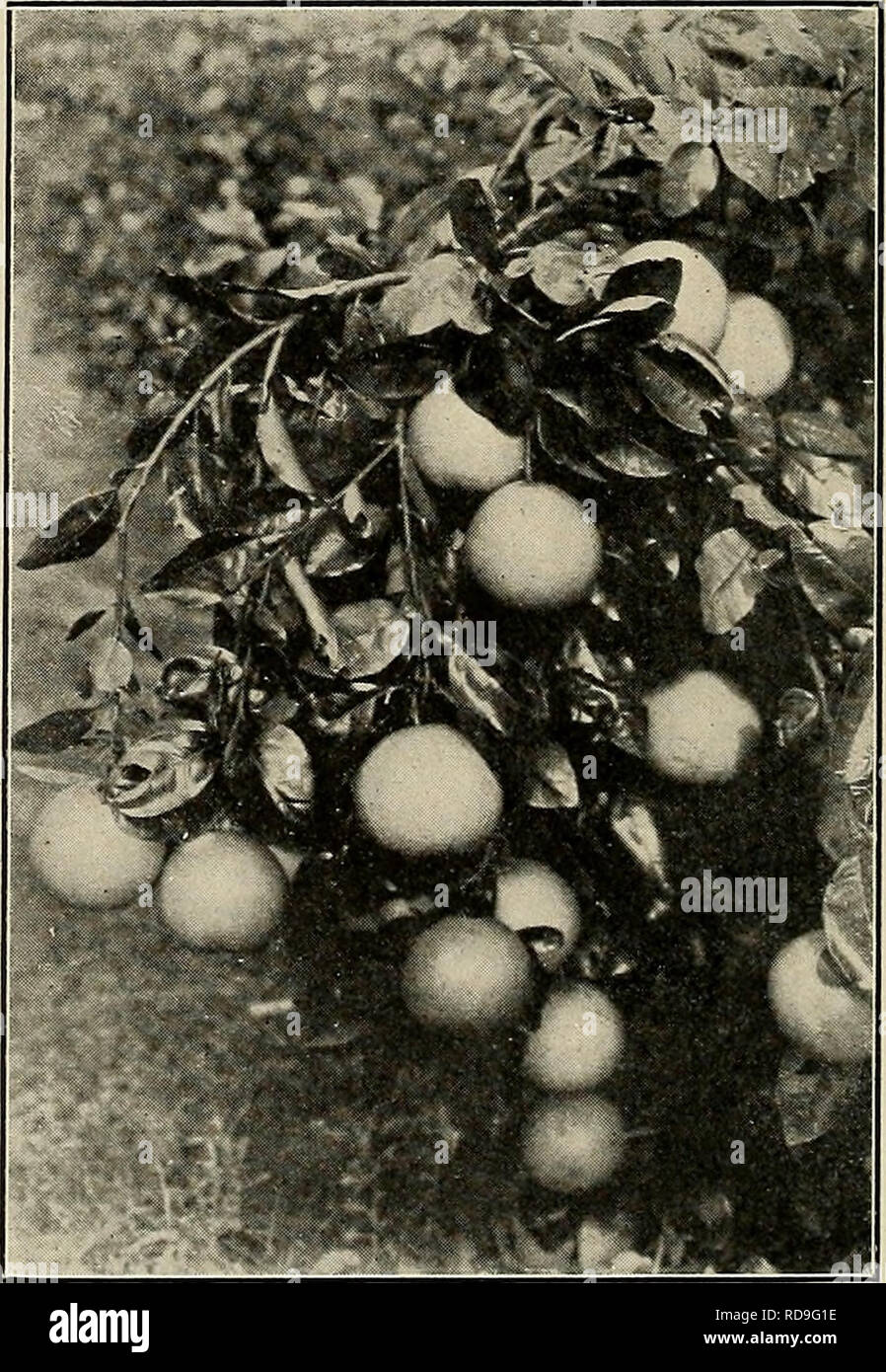 . Der Kuba zu überprüfen. . Cluster der Traube - Obst auf 3 Jahre alten Baum im Garten der J. E. Downen, bei Las Minas. Der Baum ergab drei Boxen. Eine neue Pomelo, tragen ihre Früchte auf einzelne Stämme, statt in Clustern. Bitte beachten Sie, dass diese Bilder sind von der gescannten Seite Bilder, die digital für die Lesbarkeit verbessert haben mögen - Färbung und Aussehen dieser Abbildungen können nicht perfekt dem Original ähneln. extrahiert. Munson Steamship Line. New York: Munson Steamship Line Stockfoto