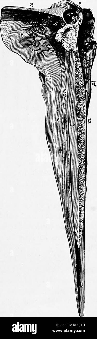 . Zoologie: für Studenten und allgemeine Leser. Zoologie. Walbeifänge. 591 Die größte Fledermäuse sind die flughunde oder Flying foxes {Ptero-Pus) der East Indies; 1 Arten, von denen erweitert und eine lialf fast fünf Meter (Fuß) von Spitze zu Spitze der Flügel. Unsere häufigste Art ist der Kleine braune Fledermaus, Vesjyertilio sttiulatus von Sagen; fast als com-mon ist der rote Fledermaus, Atalapha Nein - veboracensis Coues. Bestellung 5. Cete {Cetacea). - Wir kommen nun zu den Educahilia, in dem das Gehirn mehr hoch de ist entwickelt und mit zwei sehr abweichende Aufträge beginnen, die Wale und Sirenians, in der der Körper fis ist Stockfoto