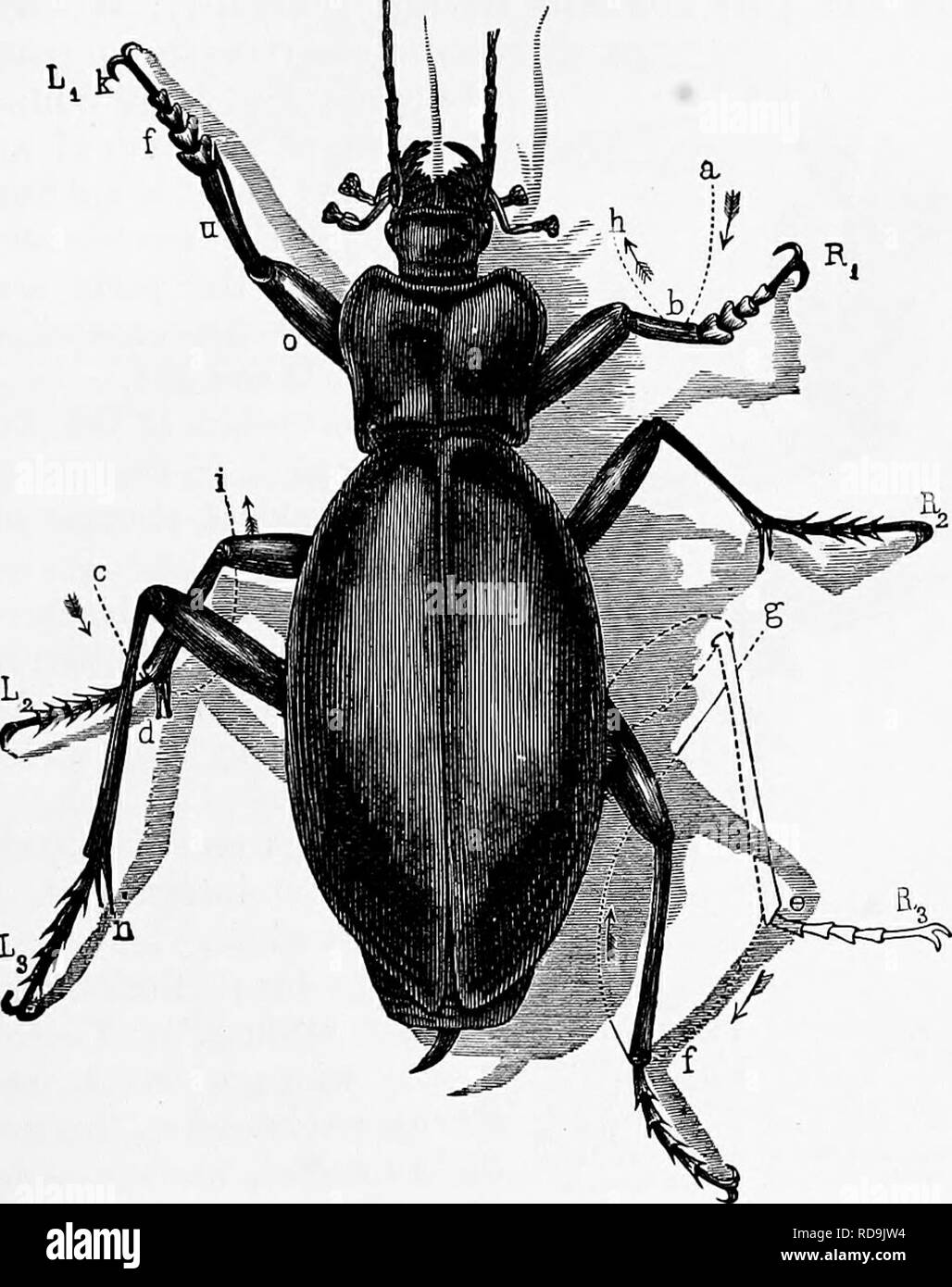 . Zoologie: für Studenten und allgemeine Leser. Zoologie. OBOANS DES HÖRENS. 347 Angesichts dieser Membran sind zwei Hoi-ny Prozesse {ou), zu der die attaclied ist eine außerordentlich heikle Vesikel [Li) mit einem transparenten iluid gefüllt, und die eine membranöse Labyrinth. Diese vesikel ist in Verbindung mit der hörnerv {n). Fiff 292-A Carabus Käfer in der Tat des Gehen oder Laufen. Drei Beine {L, B T? Sind nach vorne gerichtet, während andere tiie (wenn &gt;, i^S'), die gerichtet sind - Gemeinde zum Schwanz, ihre Tätigkeit beendet haben. ab, cd und "/beschrieben sind Kurven bv Ende des tibise und p Stockfoto