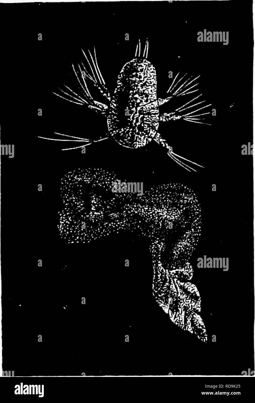 . Zoologie: für Studenten und allgemeine Leser. Zoologie. Abb. S33.- Puppe von Lepas, mucli en-Larged. - nach Darwin. Abb. 232.- Nauplias von Salanus bal-anoides, mach vergrößert. gemeinsamen Barnacle {Balanus balanoides) erreicht seine volle Größe, nachdem er fest, in einer Saison, d. h. zwischen der erste April und November. Noch niedriger als die Genu-ine seepocken sind die Wurzel - Bar - nacles oder Rhizocejjhala, vertreten durch Peltogaster (Abb. 234) und Sacculina (Abb. 235), in der der Junge ist ein einfacher NaupKus Form, wie die Jungen der Entomostra-ca, während die Erwachsenen ist ein Sim-ple sac, mit Stockfoto