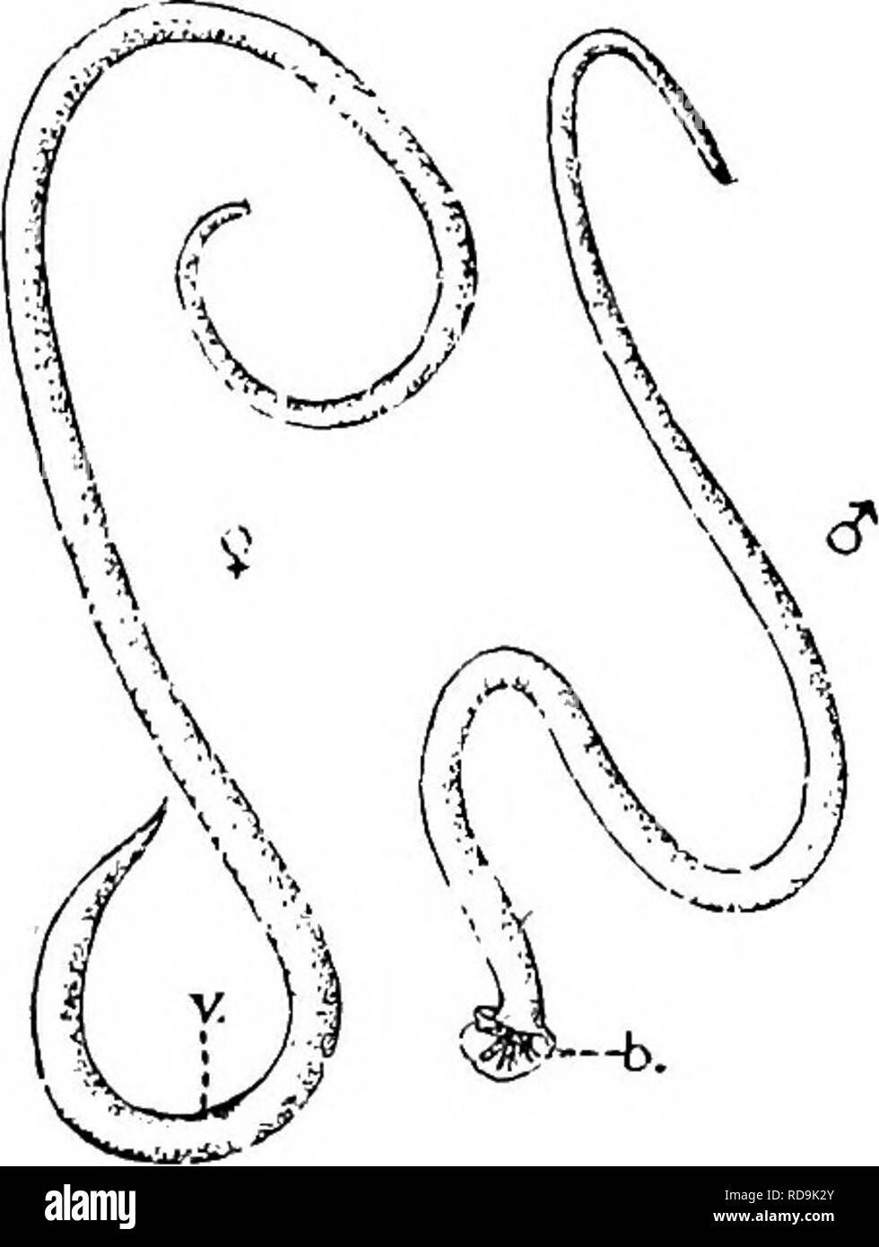 . Tierische Schädlinge und Krankheiten. Medizinische Parasitologie ; Insekten als Überträger von Krankheiten. (ESOPHAGOSTOMUM 283 Mals in Ägypten zeitweise parasitieren Mann. Die Eier der Tri-chostrongylus (Abb. 61 Y) ähneln denen von hakenwürmer, aber sie sind ein wenig größer und häufig mehr als vier Zellen enthalten. Die Geschichte ist ähnlich wie die der hakenwürmer. (Oder) Ternidens Triodontophorus deminutus (Abb. 106) ist ein Wurm über einen Zentimeter in der Länge, der normalerweise im Dickdarm von Affen in Central East Afrika gefunden, und nicht im Einheimischen gelegentlich; (Esopha - gostomum apiostomum (brumpti) ist ein parasit Stockfoto