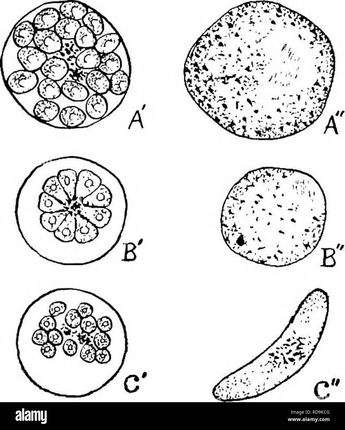 . Tierische Schädlinge und Krankheiten. Medizinische Parasitologie ; Insekten als Überträger von Krankheiten. Abb. 47. Vergleich von drei Arten von Malariaparasiten x 2000 (Zahlen weitgehend von Manson ausgewählt). A, A' und A", Plasmodium vivax, B, B', B", Plasmodium malariae; C, C und C", Plasmodium falciparum. A, B und C, Reifen Parasiten in den roten Blutkörperchen. A', B' und C, segmentierte Parasiten bereit Blutkörperchen zu verlassen. A, B und C, Reifen gametocytes. Die quartan Parasit mehr ähnelt die tertian para-Site in der Flexibilität des Körpers und der Form der Gametocytes (Abb. 47 C"), Stockfoto