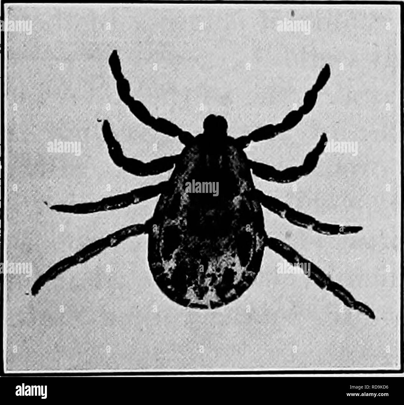 . Der Hund als Träger von Parasiten und Krankheiten. Hunde als Träger der Krankheit; Hunde. Abb. 13.- American dog Tick (Der-macentor variaMUs); Männliche, Dor-sal. (Von Hooker, Bisliopp und Holz, Büro für Entomologie.) Nehmen Sie keine Pflege von Ihnen. Unter ordnungsgemäßen Bedingungen von rückhaltesystemen Hunde können Flöhe loswerden werden und von Ihnen frei. Zecken. - In diesem Land der Hund ist bekannt, die sich auf übliche oder occa - vorläufige - Träger von 11 Arten von Zecken, die fast alle auch occasibnal sind oder gewöhnlichen Parasiten von Mensch oder Lager. Auf diese Weise wird der Hund dient das Häkchen bei it-Ausstattung mit Nähren- 3. und Aids auch in Stockfoto