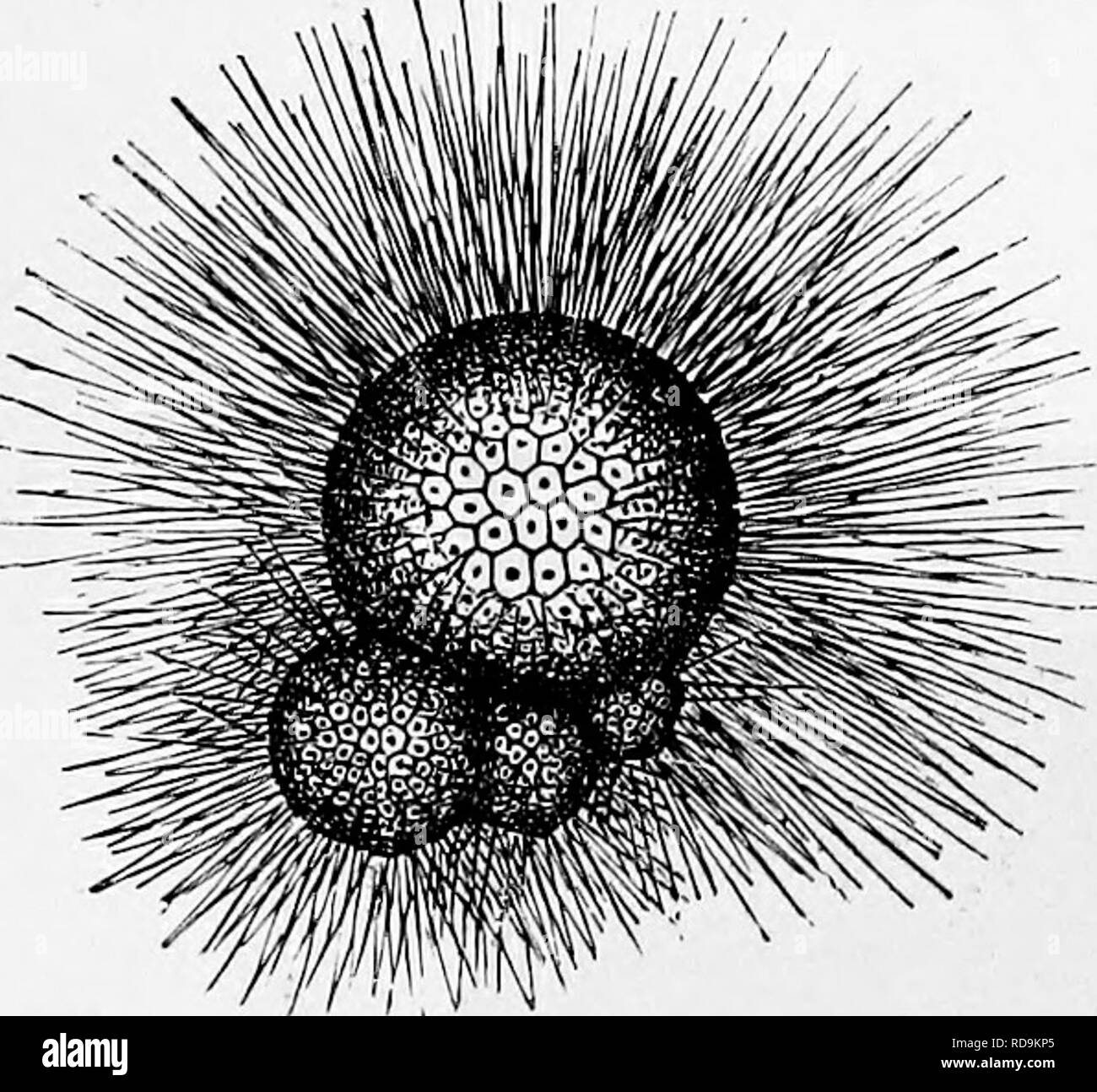 . Zoologie: für Studenten und allgemeine Leser. Zoologie. PORAMINIFERA. 25 Ein in alle Richtungen geworfen, ist eine Art; liotalia veiieta (Abb. 14) ist ein weiteres Beispiel. Die Foraminiferen sind Kernhaltigen. DqAojihrys vermehrt von einem "Prozess der kontinuierlichen Binäre fis-sion." Miliola zu kleine Runde gibt, scharf definierte bsb-ies, kalkschalen, mit einem drehen, aber keine inneren Wänden und mit pseudopo-dia wie jene der Erwachsenen. Microgromia so cialis multipliziert mit NV-ospores, die sind oval, mit zwei fiagella; oder, in anderen Fällen ist die. Schwein. 13.- ein Foraminifer. Vergrößerte 70 Durchmesser Stockfoto