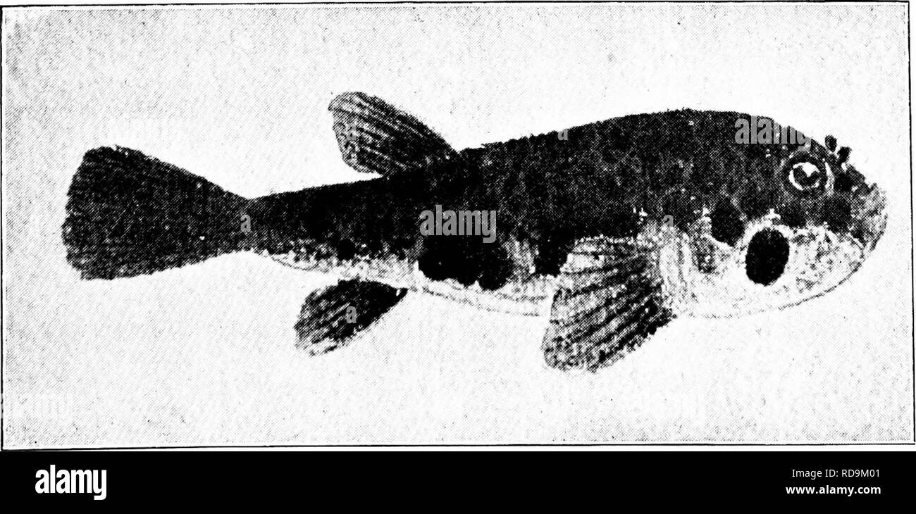 . Der Naturforscher in Australien. Natural History. Fische - PHÄNOMENAL UND WIRTSCHAFTLICH. 191 gewaltige Zähne eines großen Muster haftbar zu einem Verlust von Fleisch, Ijlood zu führen und - mit einem) "Aber gleichmäßig ausgewogen Köpfe - Serenity von Sprache und Temperament. Eine andere interessante Mitglied des Auftrages des Plectognathi ist in Chromo-Plate VII enthalten Dies ist der Tasmanische Porcupine - Fisch, oder stacheligen Kugel - Fisch, wie er manchmal genannt wird, ChUomijcterus jaenliferm, Abb. D. Es fast gleicht die gemeinsame Porcupine - Fisch, Dlodon maculata, der tropischen Küste Australiens - Linie, sondern besitzt mehr schlank Spin Stockfoto