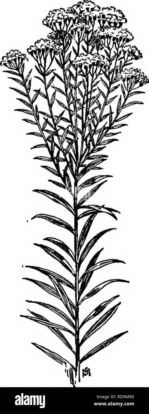 . Ein Handbuch der Unkräuter: mit Beschreibungen aller schlimmsten und lästige Anlagen in den Vereinigten Staaten und Kanada, ihre Gewohnheiten von Wachstum und Verteilung, mit Methoden der Kontrolle. Unkraut. COMPOSITAE {. Zusammengesetzte Familie) 427 Zeit der Blüte: Ende Juli bis Oktober. Saatgut - Zeit: September bis November. Bereich: New Brunswick im Nordwesten Territorium, im Süden an Florida, Missouri, und Nebraska. Lebensraum: Reiche, feuchte Böden, feuchten Wiesen und Felder, Seiten von Bächen und Gräben. Eine wunderschöne Pflanze, aber eine schlechte Unkraut, in der Regel wächst in großen Patches, gebildet durch seinen langen, kriechenden Wurzelstöcken. St Stockfoto