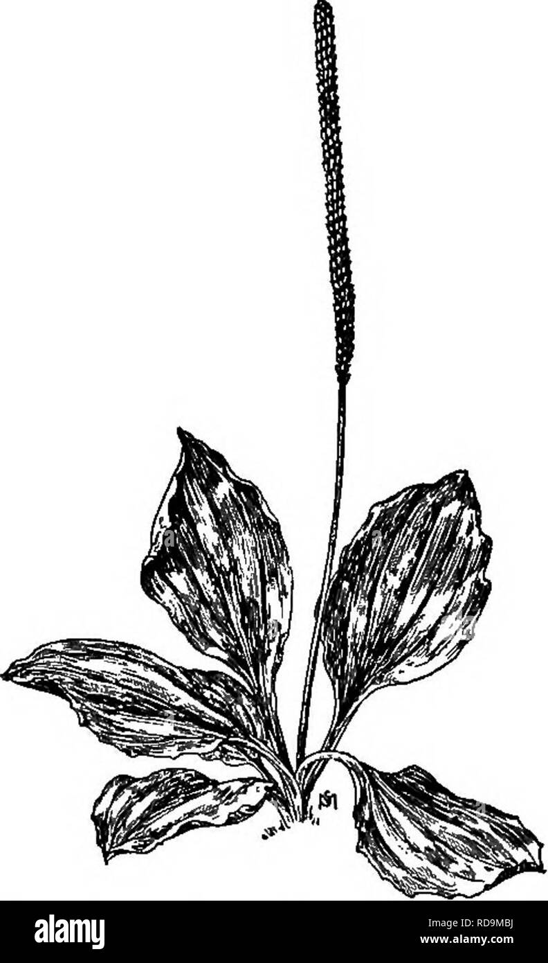 . Ein Handbuch der Unkräuter: mit Beschreibungen aller schlimmsten und lästige Anlagen in den Vereinigten Staaten und Kanada, ihre Gewohnheiten von Wachstum und Verteilung, mit Methoden der Kontrolle. Unkraut. PLANTAQINACEAE {WEGERICH FAMILIE) 391 gemeinsame oder BREITBLÄTTRIGE, WEGERICH Plantago major L. Andere englische Namen: Größere Wegerich, Dooryard Wegerich, Vogel - Saatgut Wegerich, Waybread. Eingeführt. Mehrjährig. Breitet sich durch Samen. Zeit der Blüte: Mai bis September. Saatgut - Zeit: Juli bis Oktober. Bereich: In Nordamerika, außer im äußersten Norden. Lebensraum: Yards und Rasenflächen, Straßenränder und Plätze. Ein sehr Stockfoto