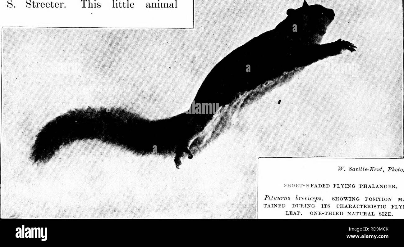 . Der Naturforscher in Australien. Natural History. 24 DIE NATURFORSCHER IN AUSTRALIEN. Tatsache ist, dass die Position in solchen Zeiten ausgestellt ist fast identisch mit der von einem ausgebildeten Acrobat auf der hohen Trapez angenommen wird, oder dass der Langur Affen, da Sie durch den Verfasser beobachtet, springen über die dazwischen liegenden Leerzeichen zwischen den Wald Tree Tops am Rande des Botanischen Gartens, in Singapur. Kopf und Schultern, wie sie in der fotografischen Abbildung dargestellt auf dieser Seite, sind immer auf dem höchsten Niveau gehalten, mit der Front Gliedmaßen ausgestreckt ein Stockfoto . Der Naturforscher in Australien. Natural History. 24 DIE NATURFORSCHER IN AUSTRALIEN. Tatsache ist, dass die Position in solchen Zeiten ausgestellt ist fast identisch mit der von einem ausgebildeten Acrobat auf der hohen Trapez angenommen wird, oder dass der Langur Affen, da Sie durch den Verfasser beobachtet, springen über die dazwischen liegenden Leerzeichen zwischen den Wald Tree Tops am Rande des Botanischen Gartens, in Singapur. Kopf und Schultern, wie sie in der fotografischen Abbildung dargestellt auf dieser Seite, sind immer auf dem höchsten Niveau gehalten, mit der Front Gliedmaßen ausgestreckt ein Stockfoto
