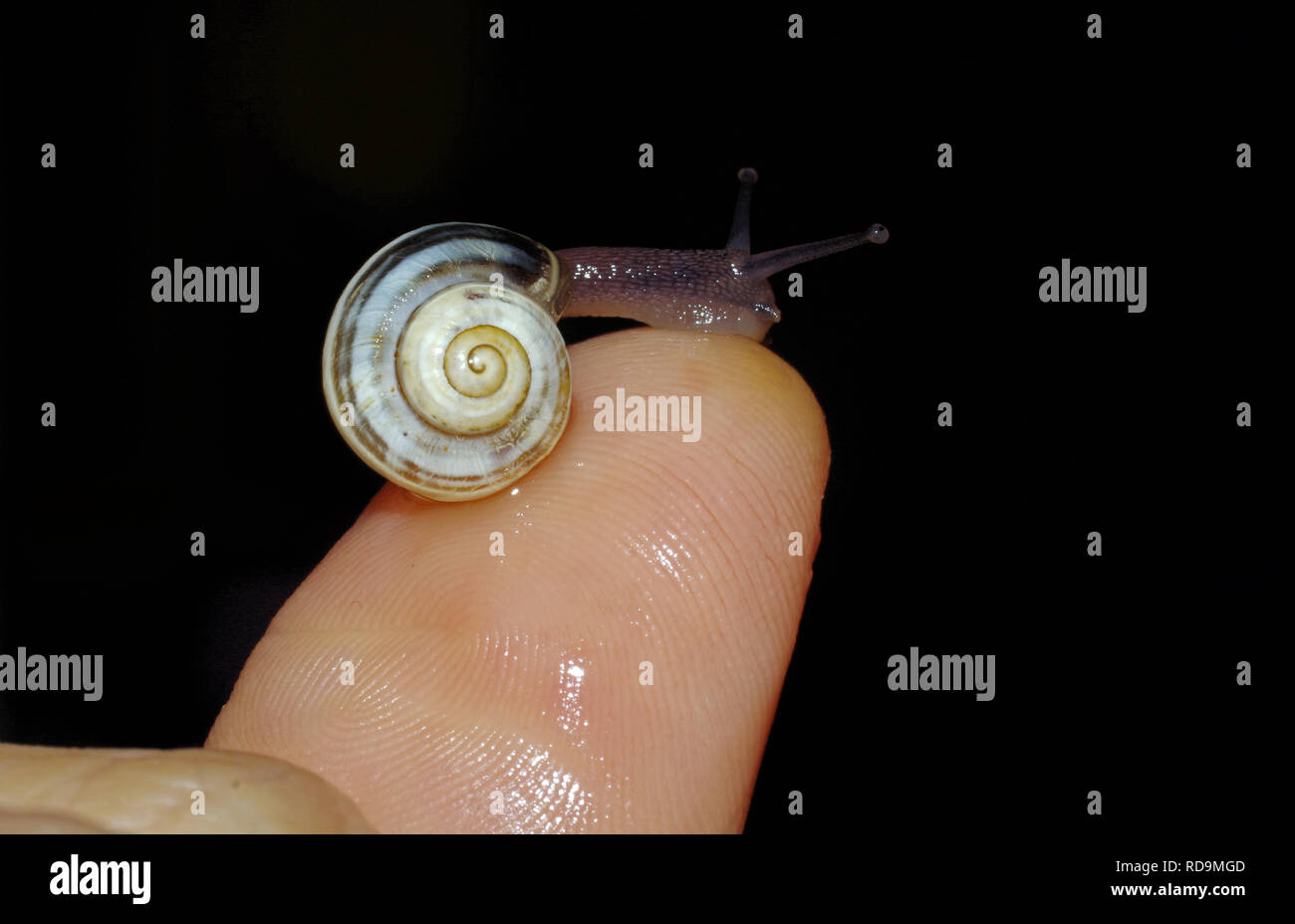 Eine kleine schnecke auf den Finger des Mädchens Stockfoto