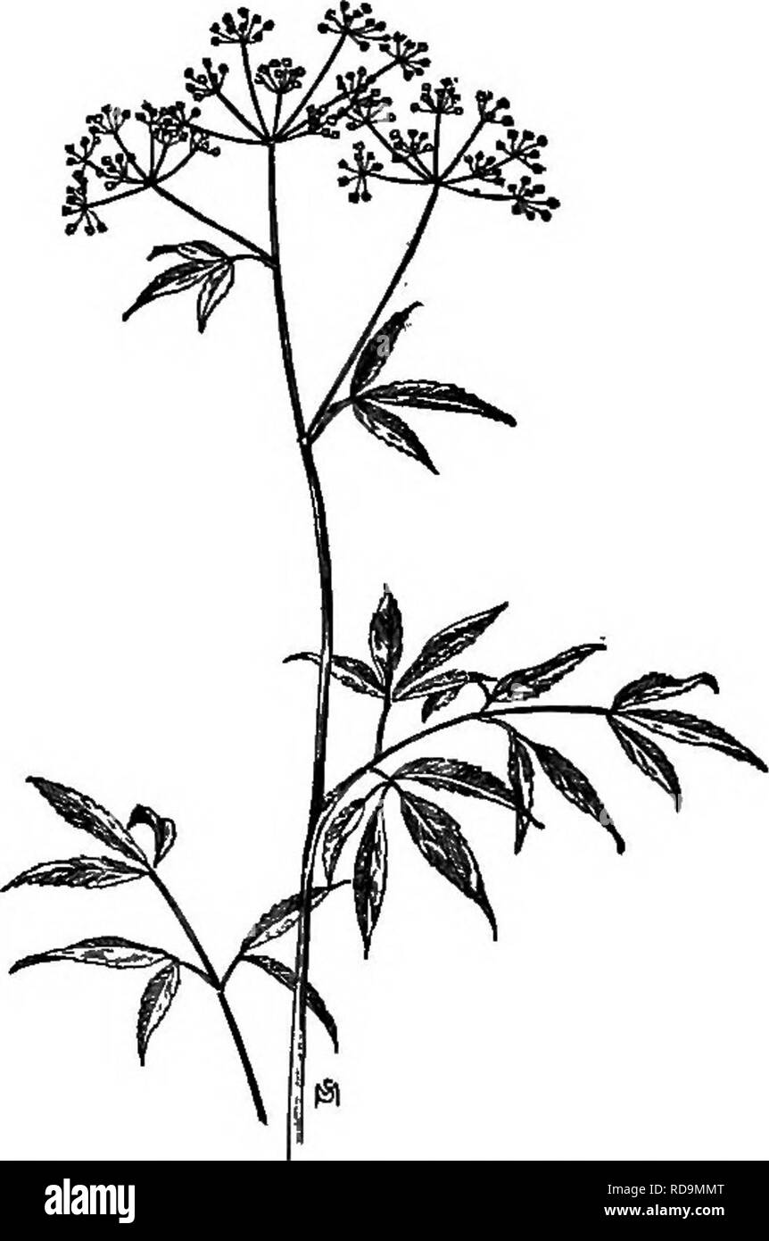 . Ein Handbuch der Unkräuter: mit Beschreibungen aller schlimmsten und lästige Anlagen in den Vereinigten Staaten und Kanada, ihre Gewohnheiten von Wachstum und Verteilung, mit Methoden der Kontrolle. Unkraut. 302 UMBELLIEEBAE (PETERSILIE FAMILIE) Ganz so giftig wie den vorangegangenen und wahrscheinlich die Ursache von mehr Todesfälle. Wurzeln zwei bis vier Zentimeter langen, dicken, fleischigen, knötchenförmige, in einem Cluster (fasciculated) an der geschwollenen am Halm gebündelt. Diese sind besonders gefährlich, für Ihren Geschmack ist angenehm aromatisch, etwas wie die von seinen harmlosen Verwandten, Süße Cicely, für die sie manchmal Stockfoto