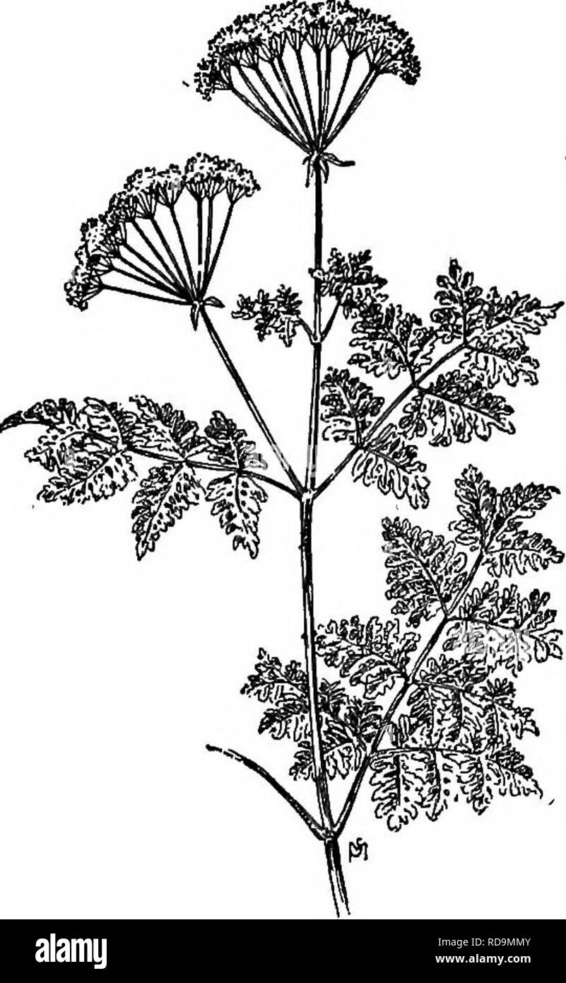 . Ein Handbuch der Unkräuter: mit Beschreibungen aller schlimmsten und lästige Anlagen in den Vereinigten Staaten und Kanada, ihre Gewohnheiten von Wachstum und Verteilung, mit Methoden der Kontrolle. Unkraut. Petersilie (UMBELLIFERAE FAMILIE) 301 oft Lila - beschmutzt. Blätter gefiedert und dreimal geteilt, die Segmente fein geschnitten und gezähnt. Blütenstände Terminal, in großem, offenen, zusammengesetzten Dolden, bestehend aus vielen kleinen urn-bellets der kleinen weißen Blüten, 5-blättrige, die große Dolde und seine Teile, unter dem kleinen, schmalen Hüllblätter. Obst, bestehend aus zwei trockene, Saatgut - wie Fruchtblätter, cohering durch ihre innere Gesicht, Stockfoto