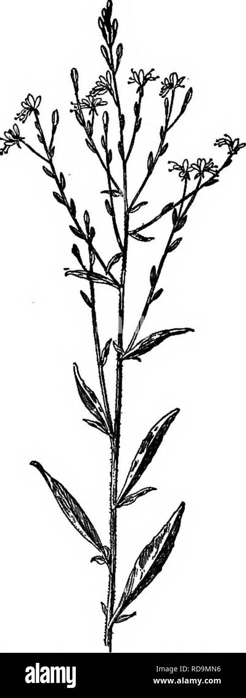 . Ein Handbuch der Unkräuter: mit Beschreibungen aller schlimmsten und lästige Anlagen in den Vereinigten Staaten und Kanada, ihre Gewohnheiten von Wachstum und Verteilung, mit Methoden der Kontrolle. Unkraut. Familie ONAQRACEAE (Nachtkerzenöl) 297 äußeren Rand, glänzendes Goldgelb, tagsüber geöffnet; Rohr der Kelch viel länger als die Eierstöcke, der seinen Lappen schmal lanzettlich geformten und verbreiten. Kapseln über einen halben Zoll lang, 4-eckig, und in vier kleinen Flügel der Projektion von der Oberseite, der Unterseite oft abrupt zu einem kurzen Fuß verengt - Stiel. Die Mittel der Kontrolle Hunger der immerwährenden Wurzeln von f Stockfoto