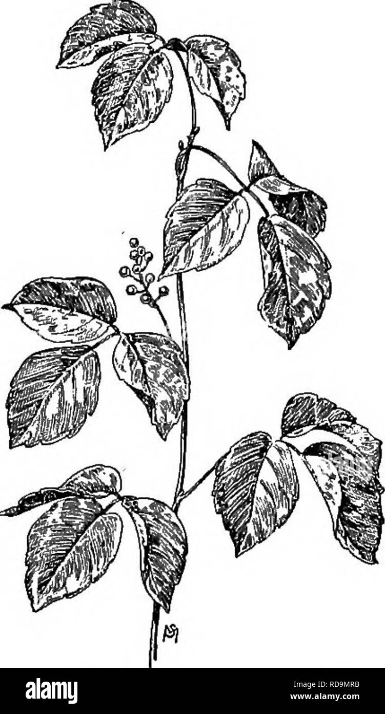 . Ein Handbuch der Unkräuter: mit Beschreibungen aller schlimmsten und lästige Anlagen in den Vereinigten Staaten und Kanada, ihre Gewohnheiten von Wachstum und Verteilung, mit Methoden der Kontrolle. Unkraut. (CASHEW FAMILIE ANACARDIACEAE) 275 eine sehr giftige Pflanze, weit zu gemeinsamen überall, für zu viele Personen der Hauch von it Disaster bringt, blotching die Haut mit Burn-ing" Wasser - Blasen" und wodurch das Fleisch unter schrecklich zu schwellen und Frauenschwarm mit einem Schmerz so intensiv wie alarmierend zu sein. Glücklicherweise einen solchen Angriff hinterlässt keine Narben und die allgemeine Gesundheit ist nicht verletzt. Chemische Analyse h Stockfoto