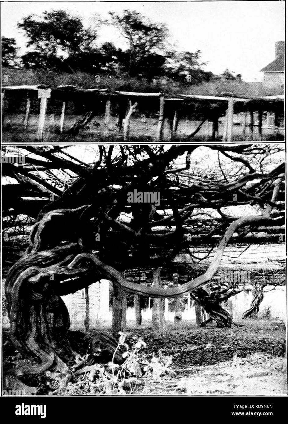 . Handbuch der Gartenarbeit: ein praktischer Leitfaden für die Herstellung von zu Hause und dem Anbau von Blumen, Obst und Gemüse für zu Hause. Im Garten arbeiten. Xv. Scuppernong Traube, die Arbor Rebsorten des Südens. Diese Platte zeigt die festgestellten scuppernongs auf Roanoke Island, dessen Herkunft unbekannt ist, die aber von großer Größe vor mehr als hundert Jahren. Bitte beachten Sie, dass diese Bilder sind von der gescannten Seite Bilder, die digital für die Lesbarkeit verbessert haben mögen - Färbung und Aussehen dieser Abbildungen können nicht perfekt dem Original ähneln. extrahiert. Bailey, L. H. (Liberty H Stockfoto