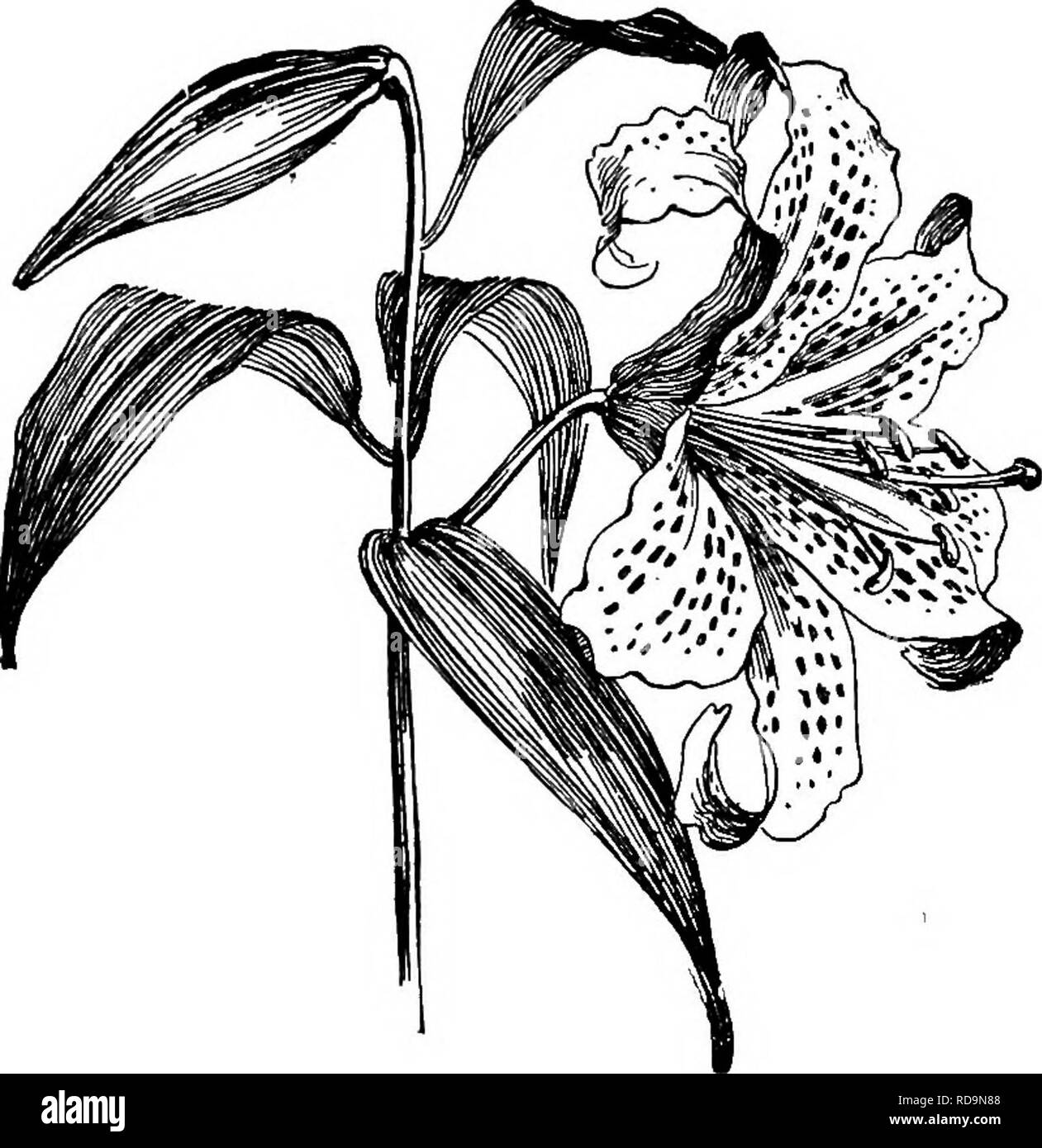 . Handbuch der Gartenarbeit: ein praktischer Leitfaden für die Herstellung von zu Hause und dem Anbau von Blumen, Obst und Gemüse für zu Hause. Im Garten arbeiten. 284 HANDBUCH DER GARTENARBEIT gute Glühlampen und der gewünschten Sorten zu sichern, die Reihenfolge sollte im Frühjahr oder frühen Sommer platziert werden. Für Blumen - Garten Effekte, die Große und reife Birnen sollten gesichert werden; für die Kolonisierung im Gebüsch oder auf der Wiese, die kleineren Größen ausreichend sein. Bestehen Sie darauf, dass Ihre Lampen soll die erste Klasse sein, denn es gibt grosse Unterschiede in der Qualität und auch mit der besten Behandlung, gute Ergebnisse nicht aus armen Glühlampe gesichert werden. Stockfoto