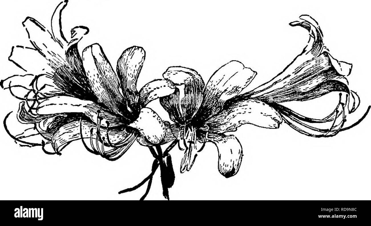 . Handbuch der Gartenarbeit: ein praktischer Leitfaden für die Herstellung von zu Hause und dem Anbau von Blumen, Obst und Gemüse für zu Hause. Im Garten arbeiten. 256. Eine Der squills. - Scilla bi/Olia.. 257. Ein lila-blühende Amaryllis. - Lycoris squamigera, sondern als Amaryllis Hallii bekannt.. Bitte beachten Sie, dass diese Bilder sind von der gescannten Seite Bilder, die digital für die Lesbarkeit verbessert haben mögen - Färbung und Aussehen dieser Abbildungen können nicht perfekt dem Original ähneln. extrahiert. Bailey, L. H. (Liberty Hyde), 1858-1954. New York: Macmillan Co. Stockfoto
