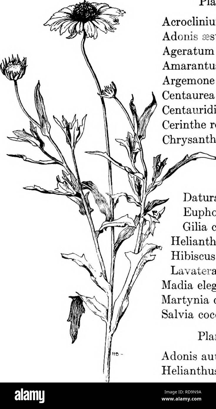 . Handbuch der Gartenarbeit: ein praktischer Leitfaden für die Herstellung von zu Hause und dem Anbau von Blumen, Obst und Gemüse für zu Hause. Im Garten arbeiten. 256 Handbuch der Gartenarbeit. 245. Gaillardia, eines der auffälligen Garten Sommerblumen. Pflanzen 31-40 hoch AcrocUnium, Rose und Weiss. Adonis testivalis. Aeschynanthus Mexicanum Album und Blau. Amarantus bicolor ruber. Embothrium grandiflora. Centaurea Americana. Centauridium Drummondii. Cerinthe retorta. [C. doppel yeUow. Chrysanthemum coronarium Album und Clarkia elegans alba Fl. pi. Cleome spinosa. Cyclanthera felimida. Datura fastuosa und Neue Goldene Eupho Stockfoto