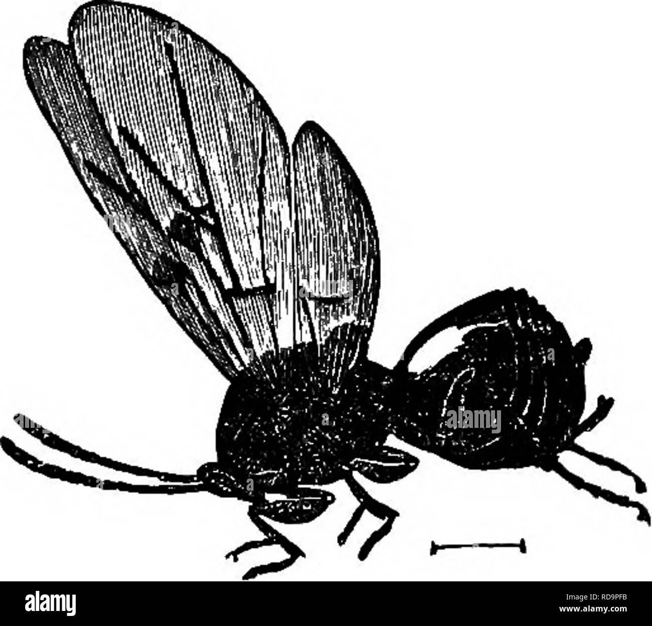 . Insekten leben; eine Einführung in die Natur studieren und ein Handbuch für Lehrer, Studenten und andere in der Tür Leben interessiert. Entomologie; Natur studieren. Wald leben. 213. Abb. lEo. - eine Gallenblase fliegen. Galle, die viel häufiger sind als die der Gallenblase fliegt; diese sind die Galle von pflanzlicher Läuse und Milben. Die Galle durch die Anlage produziert - Läuse, und auch diejenigen, die durch Milben produziert werden, unterscheiden sich von der Galle der Gallenblase - Fliegen in tliat jeden Gall hat einen offenen Mund. Die konische Galle, die so auf die Blätter der Hexe üblich sind - Hazel (Abb. 181) sind gute Beispiele für diese Art von Gall. Diese Galle Projekt Stockfoto