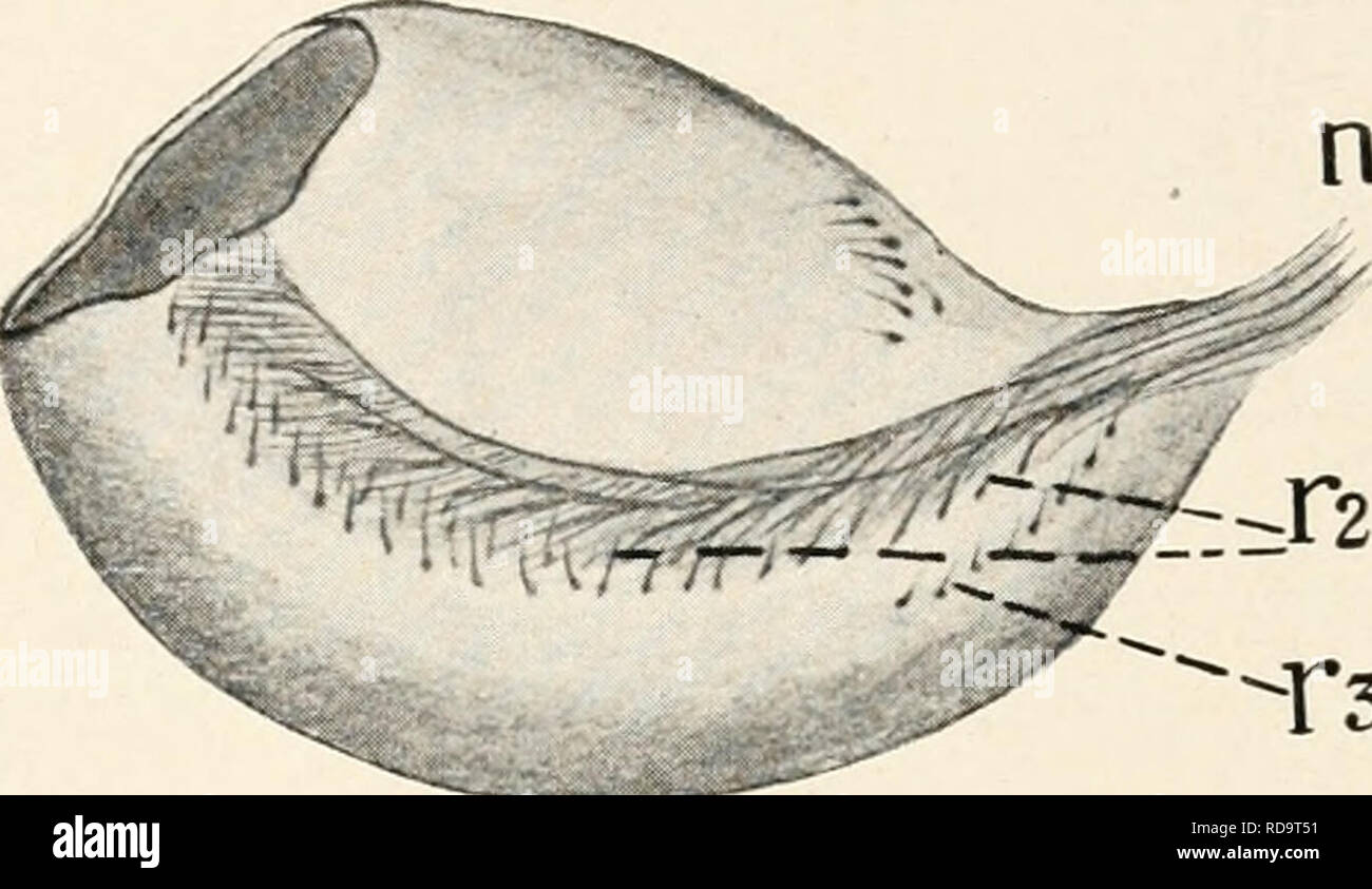 . EinfÃ¼Hrung in die Biologie. Biologie. Niedere Sinnesorgane. 325. Zehn sind es kleine, nacii auÃen GrÃ¼bchen verengte am Grund des klei- neren FÃ¼hlerpaars. (Abb. 166.) In diesen Sog liegen. HÃ¶ rsteine, besser eben als Gleichgewichtssteine zu bezeichnen, die von hier aus Sinneszellen scharnierartig eingelenkte Chitinborsten herantreten. This Sinneszellen stehen in drei bis vier Reihen und auf besondere Leisten verteilt, und je nach der Helvetica, Senkung oder Neigung wird bald der eine oder andere Part of this "KlaviaturÂ" angeschlagen. Die Steine sind hier in diesem Falle nicht Stockfoto