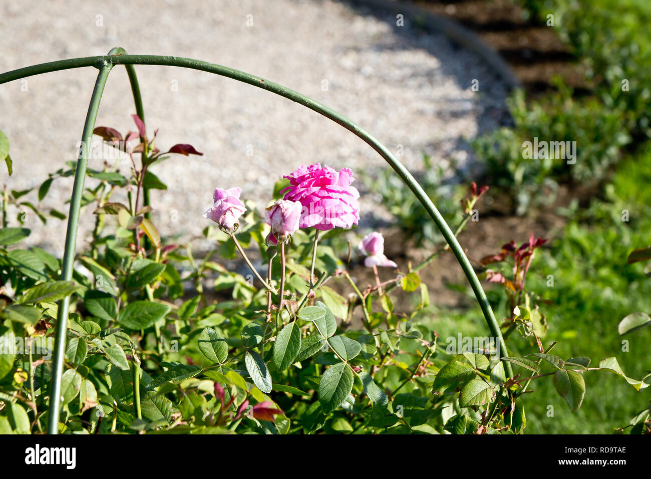 Rosen in Rundales Schlossgarten, Lettland Stockfoto