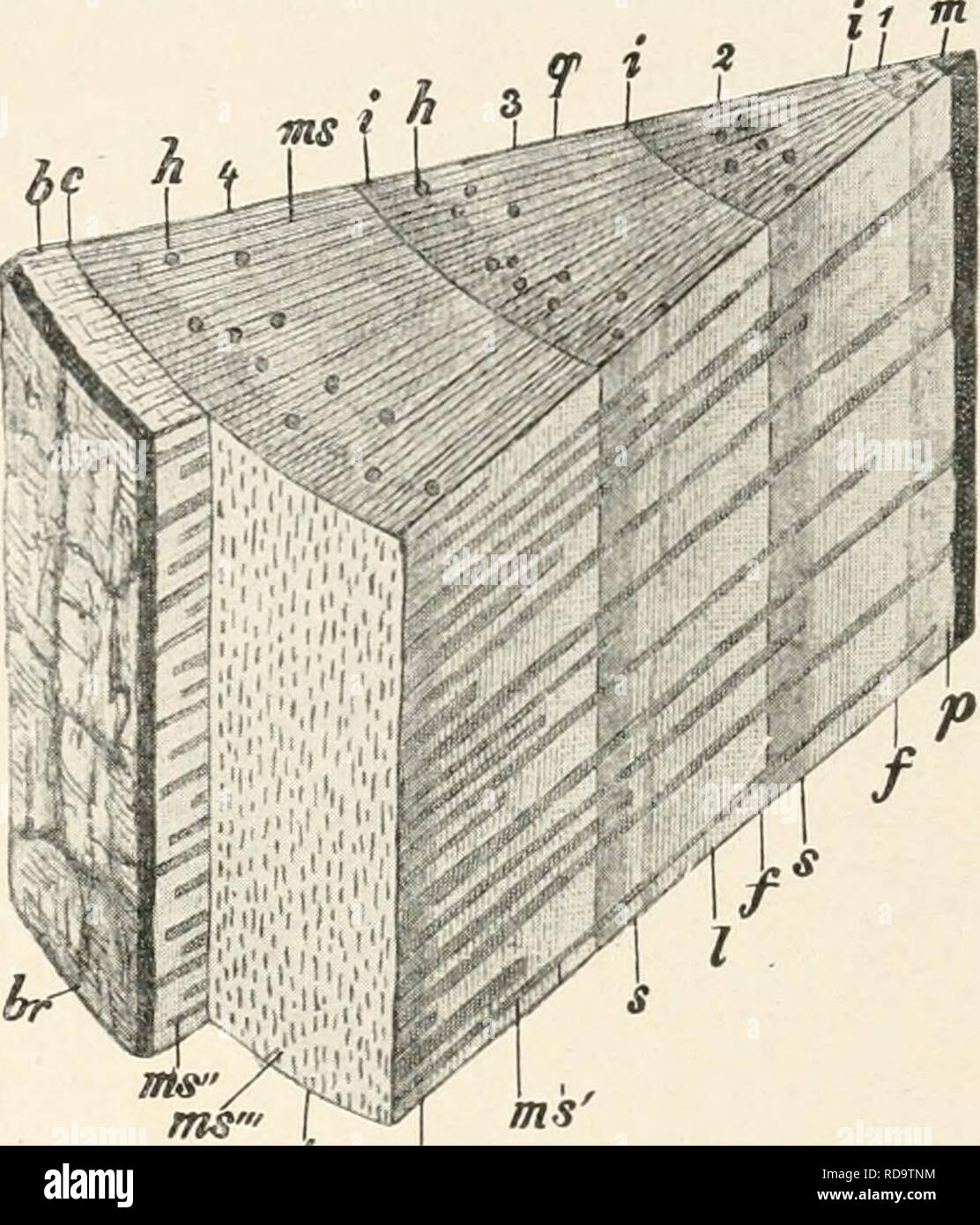 . Einführung in die Biologie. Biologie. Bau und Leben der Samenpflanzen. 71 Vgl. zu der ganzen Schilderung des Stammbaues auch sterben, Abb. 53 A) deutlich in konzentrische Ringe gesondert, sterben Jahresringe; jeder Ring beginnt innen mit den weiten Zellen des Frühjahrsholzes (FEH) und außen endigt mit dem dichten, engzelligen Herbstholz {Es hä e); der Über-gang der Zellformen innerhalb jedes Jahresringes ist ganz allmählich, das Frühjahrsholz des neuen Ringes setzt dagegen ganz unvermittelt nach der winterlichen Ruhe ein das herbstholz ein (Ig). 3 Zellreihen des Holzkörpers Sindh Dünnwan-dig, your Stockfoto