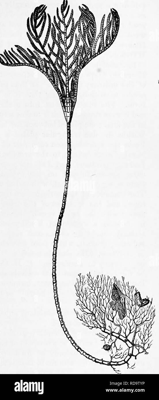 . Zoologie: für Studenten und allgemeine Leser. Zoologie. 8 TBU 0 VON 0 MIN 0 ID 8. 103 von hundert bis tausend Klafter im Norden Athmtic und Floridan und Meer und ist ein typisches Mitglied der unterseeischen Flora. Tliis crinoid' besteht aus einer gegliederten Halm, ein cup-shaped Body{Kelch), von der Kante der, die sich aus fünf bis sieben (die Anzahl variiert) Waffen [Irachia) radi-ate, die Unterteilung in ein doppeltes Alter nate Serie von Pin-nulm. Der Mund ist im Zentrum gelegen, während die Anus situ ist- auf eine kegelförmige pro-Ablehnung auf der einen Seite der mündlichen Disk, zwischen den Basen der beiden Arme. R Stockfoto