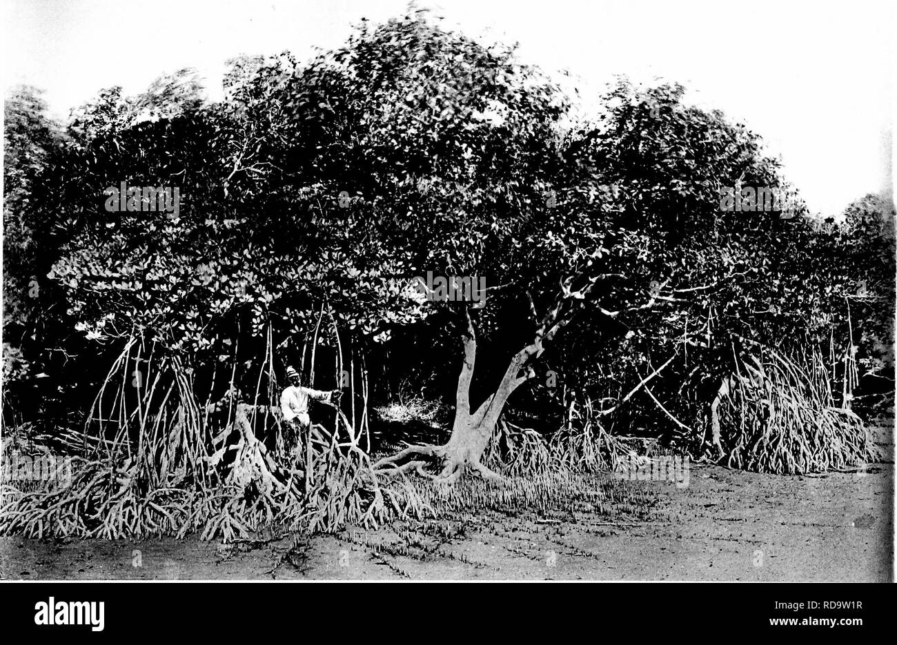 . Der Naturforscher in Australien. Natural History. A. in der MANGROVE - FREQUENTIERUNG OBST BAT, Pieropns conspiciUatvs, S. 278. Lichtdruck, W. tf fS. Ltd. W. Sav Uh-Ketit, Fhritu. B. in Orange und Weiß Mangroven, Bhizophora mucronata, und Avicemiia officinalis, BROOME, Westaustralien, S. 275. Bitte beachten Sie, dass diese Bilder sind von der gescannten Seite Bilder, die digital für die Lesbarkeit verbessert haben mögen - Färbung und Aussehen dieser Abbildungen können nicht perfekt dem Original ähneln. extrahiert. Kent, W. Saville (William Saville), d. 1908. London, Chapman & Amp; Halle Stockfoto