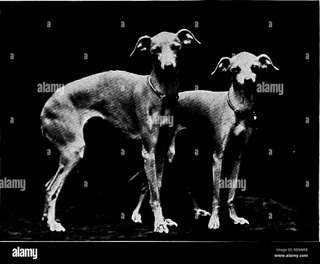 Italian Greyhound Miniature Dog Stockfotos Und Bilder Kaufen Alamy