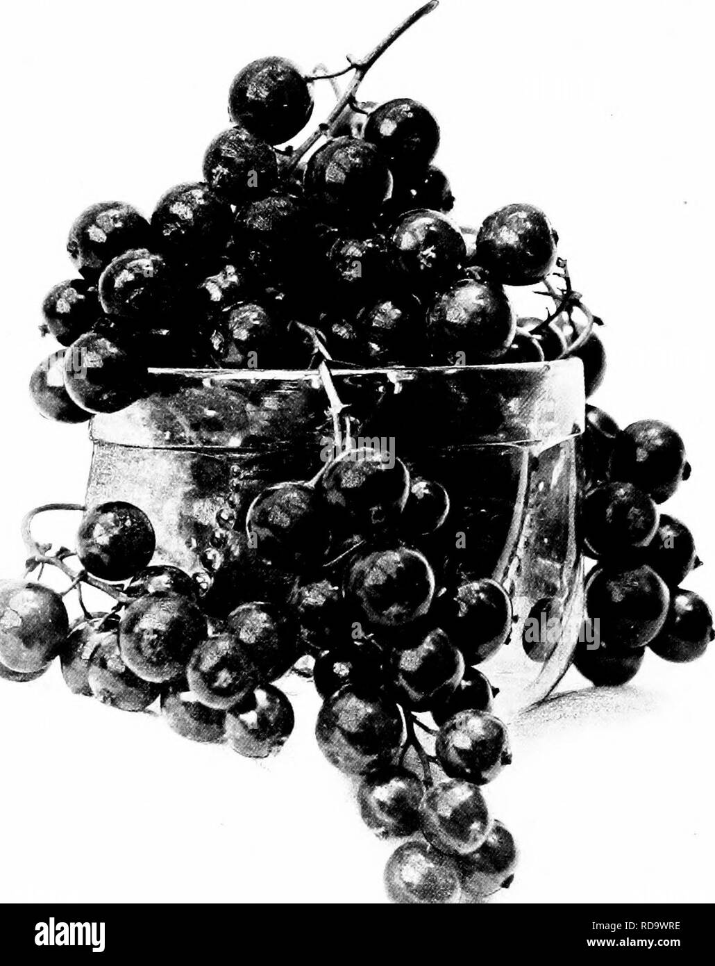 . Handbuch der Gartenarbeit: ein praktischer Leitfaden für die Herstellung von zu Hause und dem Anbau von Blumen, Obst und Gemüse für zu Hause. Im Garten arbeiten. XXIII. Cherry Johannisbeere.. Bitte beachten Sie, dass diese Bilder sind von der gescannten Seite Bilder, die digital für die Lesbarkeit verbessert haben mögen - Färbung und Aussehen dieser Abbildungen können nicht perfekt dem Original ähneln. extrahiert. Bailey, L. H. (Liberty Hyde), 1858-1954. New York: Macmillan Co. Stockfoto