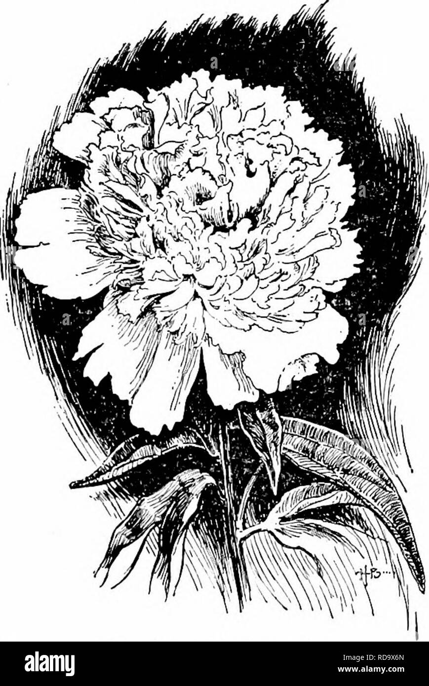 . Handbuch der Gartenarbeit; ein praktischer Leitfaden für die Herstellung der Anlage und den Anbau von Blumen, Obst und Gemüse für zu Hause. Im Garten arbeiten. 260 HANDBUCH DER GARTENARBEIT Canterbury Bell (bis 3 ft.). Celosia, großen Arten (bis zu 30 in.). 250. Ein modernes Pfingstrose. Chrysantheme, 1 Jahr. Kosmos, kleineren Arten. Euphorbia marginata. Vier Uhr (bis zu 30 in.) Hop, Japanisch. [Bis 30in.). Kochia oder Sommer Cypress (bis Ringelblume, groß Art. Kapuzinerkresse, groß, wenn es auf dem Boden zu verteilen. Kicotiana (bis zu 30 in.). CEnothera, groß Art. Salvia coccinea (splendens grandiflord), ungefähr 2 ft. Zinnia, Stockfoto