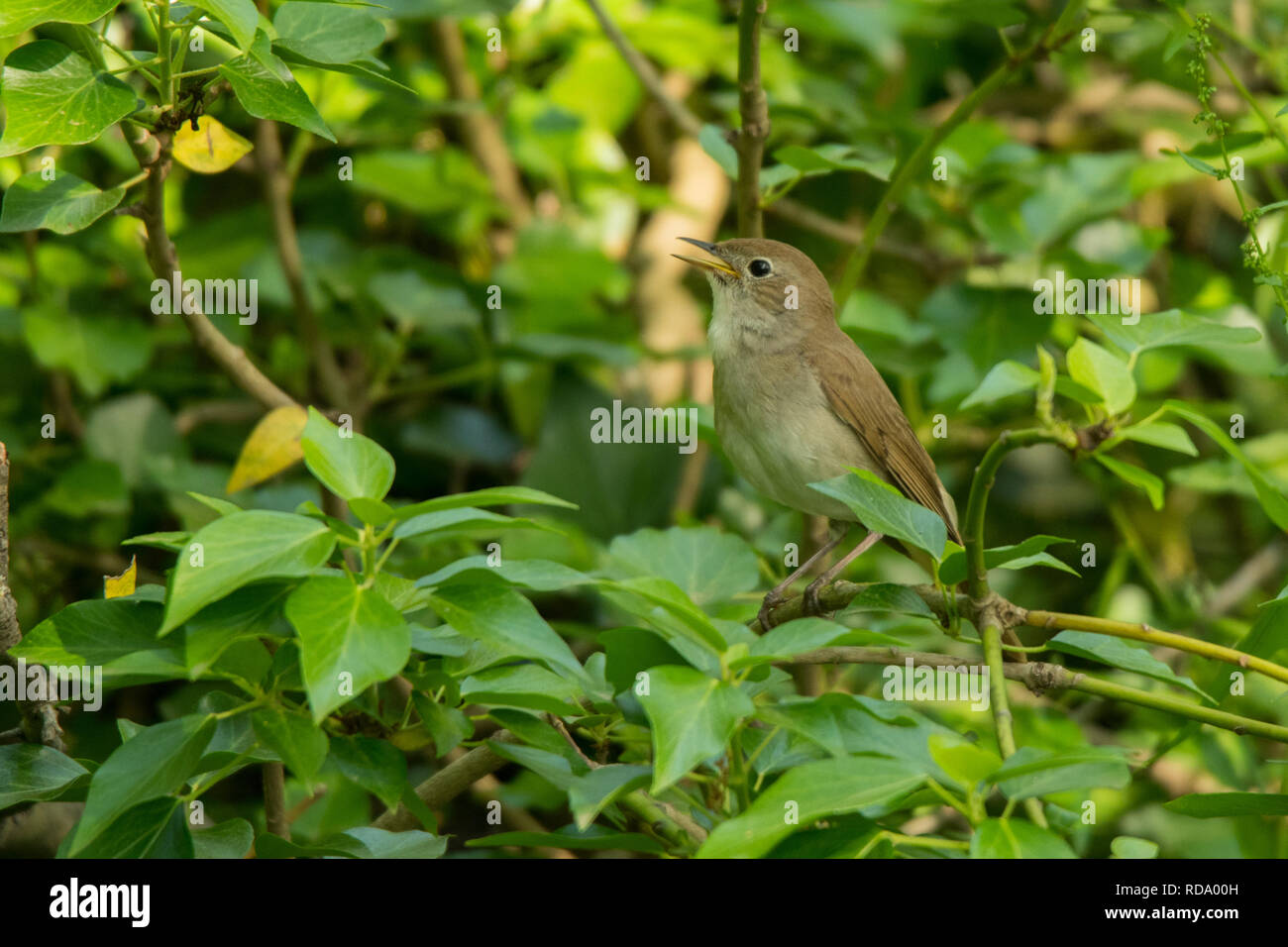 Gemeinsame Nachtigall/Luscinia megarhynchos Stockfoto