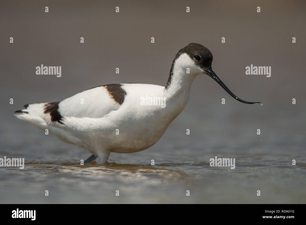 Pied Säbelschnäbler (Recurvirostra Avosetta) auf dem Wasser. Stockfoto