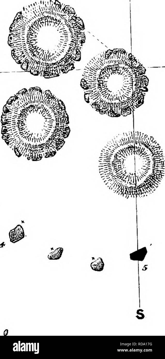 . Die Victoria Geschichte der Grafschaft von Cumberland. Natural History. agr. Â rs"..^-*. ^^"Jji. ccmeterr.'!--K. vS..gSd". N L, ^w-. o 6 7 SCAI.E der Füße. Skala von ORICINA L PUAN, ich Zoll = aO Füße. Steinkreis auf Eskdale Moor. T^o Gesicht Seite 24;.. Bitte beachten Sie, dass diese Bilder sind von der gescannten Seite Bilder, die digital für die Lesbarkeit verbessert haben mögen - Färbung und Aussehen dieser Abbildungen können nicht perfekt dem Original ähneln. extrahiert. Wilson, James, Vikar von D2. Westminster [A. Constable und Company, Limited] Stockfoto