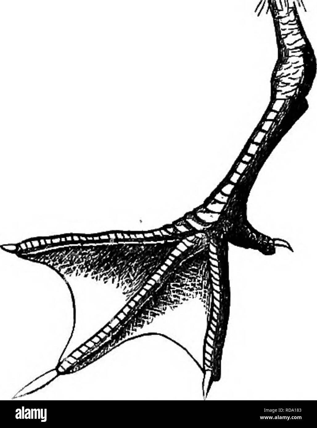 . Schlüssel für nordamerikanische Vögel. Enthält eine kurze Beschreibung aller Arten von Wohn- und fossiler Vogel bei vom Kontinent nördlich der mexikanischen Grenze und die Vereinigten Staaten, inklusive der Grönland und unteren Kalifornien, mit dem bekannten vorhanden sind allgemeine Ornithologie: einen Überblick über die Struktur und die Systematik der Vögel; und Feld Ornithologie, ein Handbuch für die Sammlung, Erstellung und Erhaltung der Vögel aufgenommen. Vögel, Vögel. Abb. 48. - Semipal-Mationen an Erewnetes; iiat. Größe. Fie. 49. - Semi-palmated Grundlagen der Zehen von Sympherma; Nat. Größe. Es ist tatsächlich die Ausstellung der Übergang von Th Stockfoto