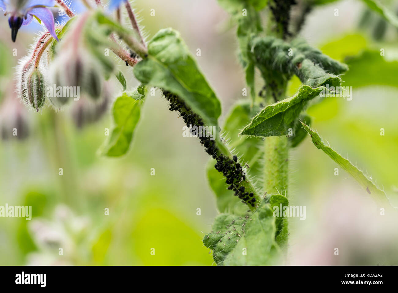 Blattläuse sind eine parasitäre Insekt, dass Saft aus Anlagen oder starflower borago Pflanze Makro saugt Stockfoto