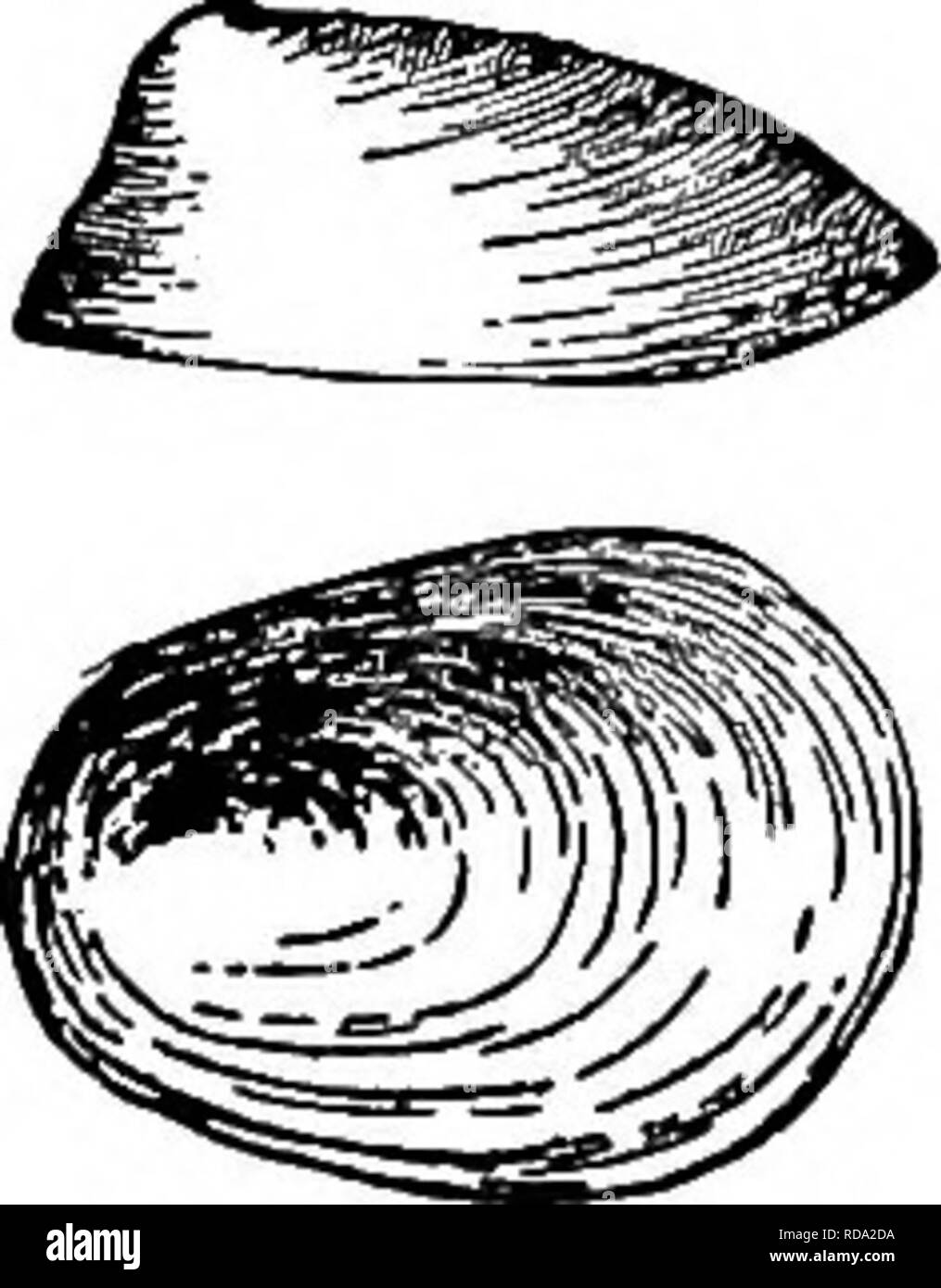 . Süßwasser-Biologie. Süßwasser-Biologie. Die mollusca 985 51 (52) Shell mit Körper-quirl in der Regel überhöht. Die innere Kante der Mantel Fingerförmig oder Gelappt, die sich teilweise über die Shell. Physa Draparnaud. t Die Arten dieser Gattung sind sehr zahlreich und sehr variabel, so dass viel mehr Arten descriljed gewesen, als wirklich vorhanden ist. Die Phy sae sind in allen Teilen des Landes zu finden, aber die Mehrzahl der Arten sind Bewohner der nördlichen Staaten und Kanada. Beispiel, S. gyrina Sagen (Abb. 1438; X i 4). Abb. 1438. 52 (Si) Shell schmal, länglich. - Die innere Kante der Mantel einfach, nicht die Ausdehnung Stockfoto