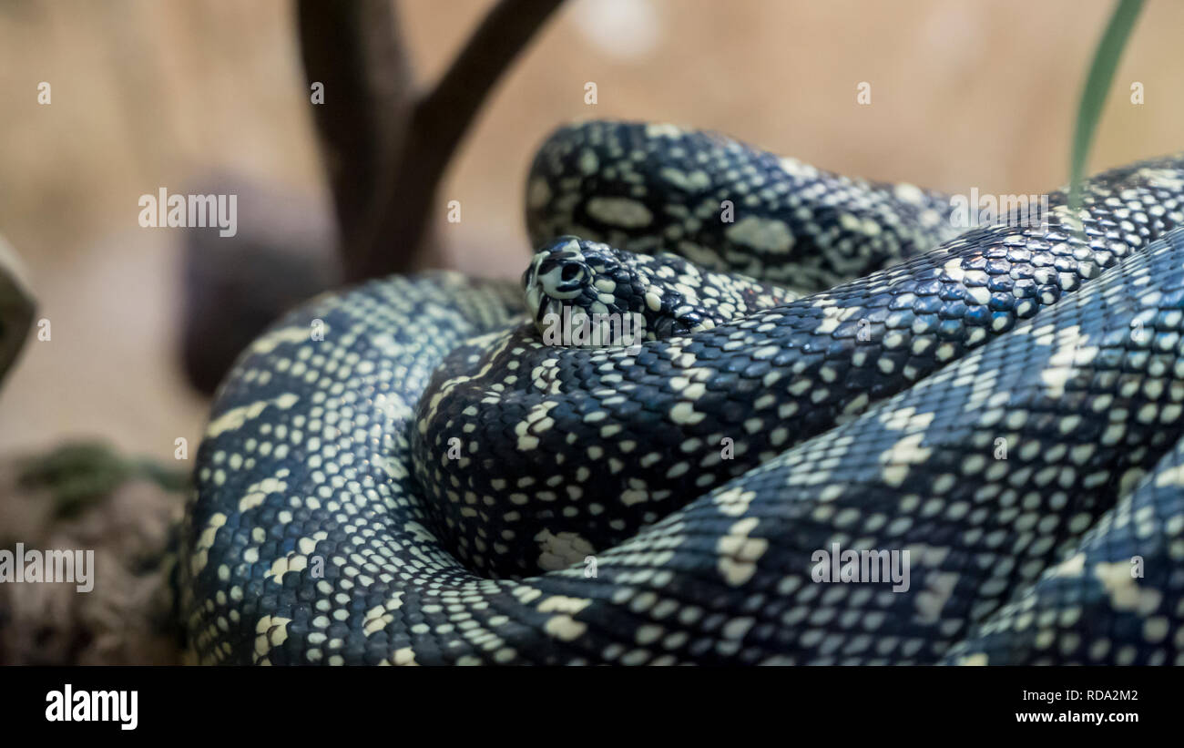 Eine gewellte Schlange im Terrarium Stockfoto