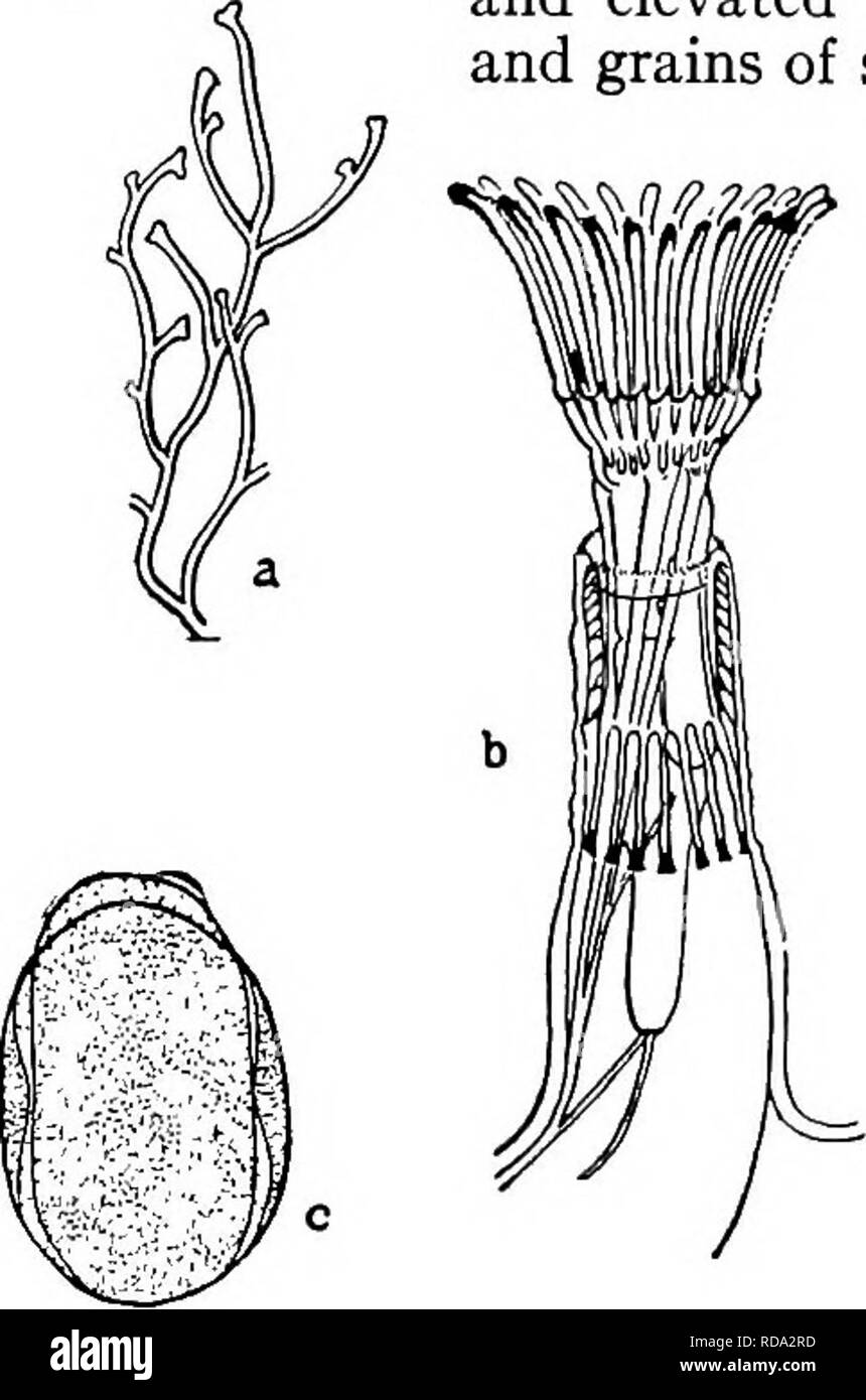 . Süßwasser-Biologie. Süßwasser-Biologie. 6 (3) Zooecia konfluent; epistome vorhanden. Um Phylactolaemata. 7 7 (14, 15) Statoblasts ohne Haken, an den Enden 8 8 (9) Die Aktien in Form von Geweihen verzweigte gerundet; seltener massierten mit Liegerad- und erhöhten Rohre; meist braun oder Silberfaden eingelegten und mit Algen und Sand; selten Hyalinen. Fredericella sultana Blumenbach 1774. Zylindrische Rohre, die Älteren meist gekielt. Ohne vollständige dissepiments. Öffnungen Terminal erweitert oder Bifidum Enden der Rohre. Polypide sehr lang und schlank; Tentakeln in einer nahezu kreisförmigen Corona angeordnet. Paar 10 Stockfoto